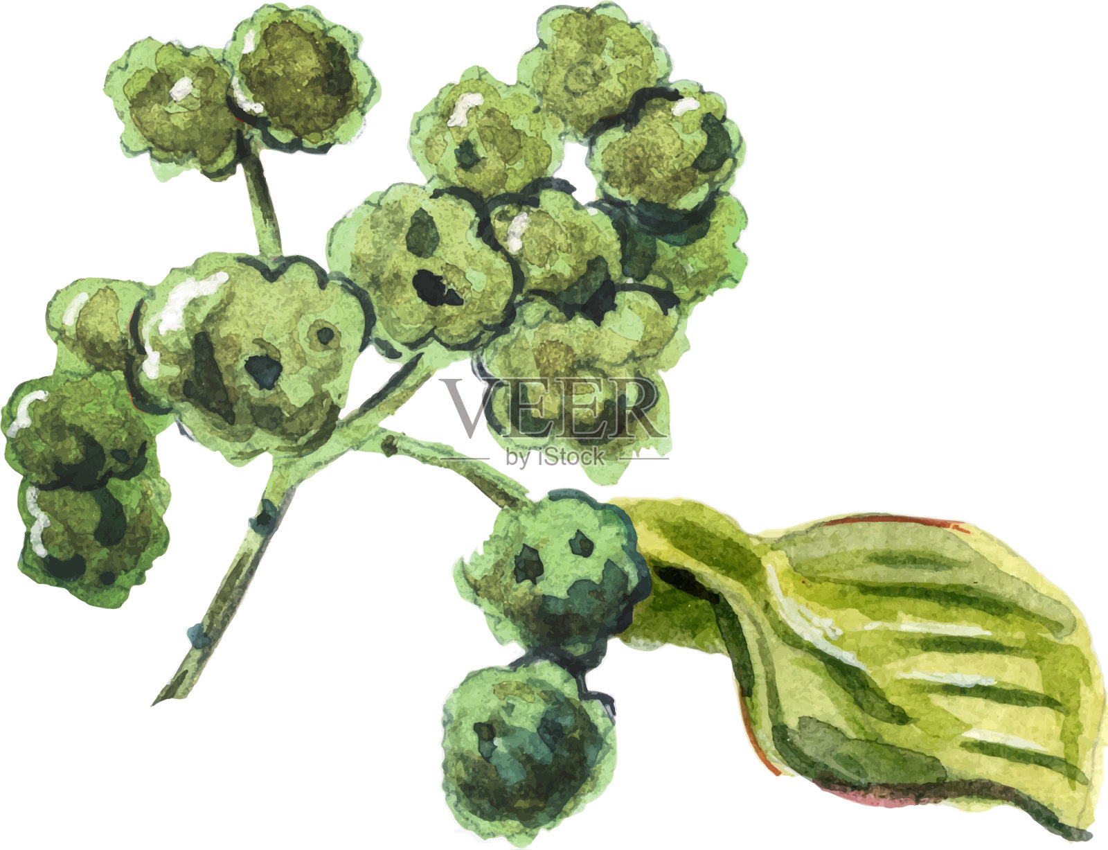 四川胡椒光栅插画图片素材