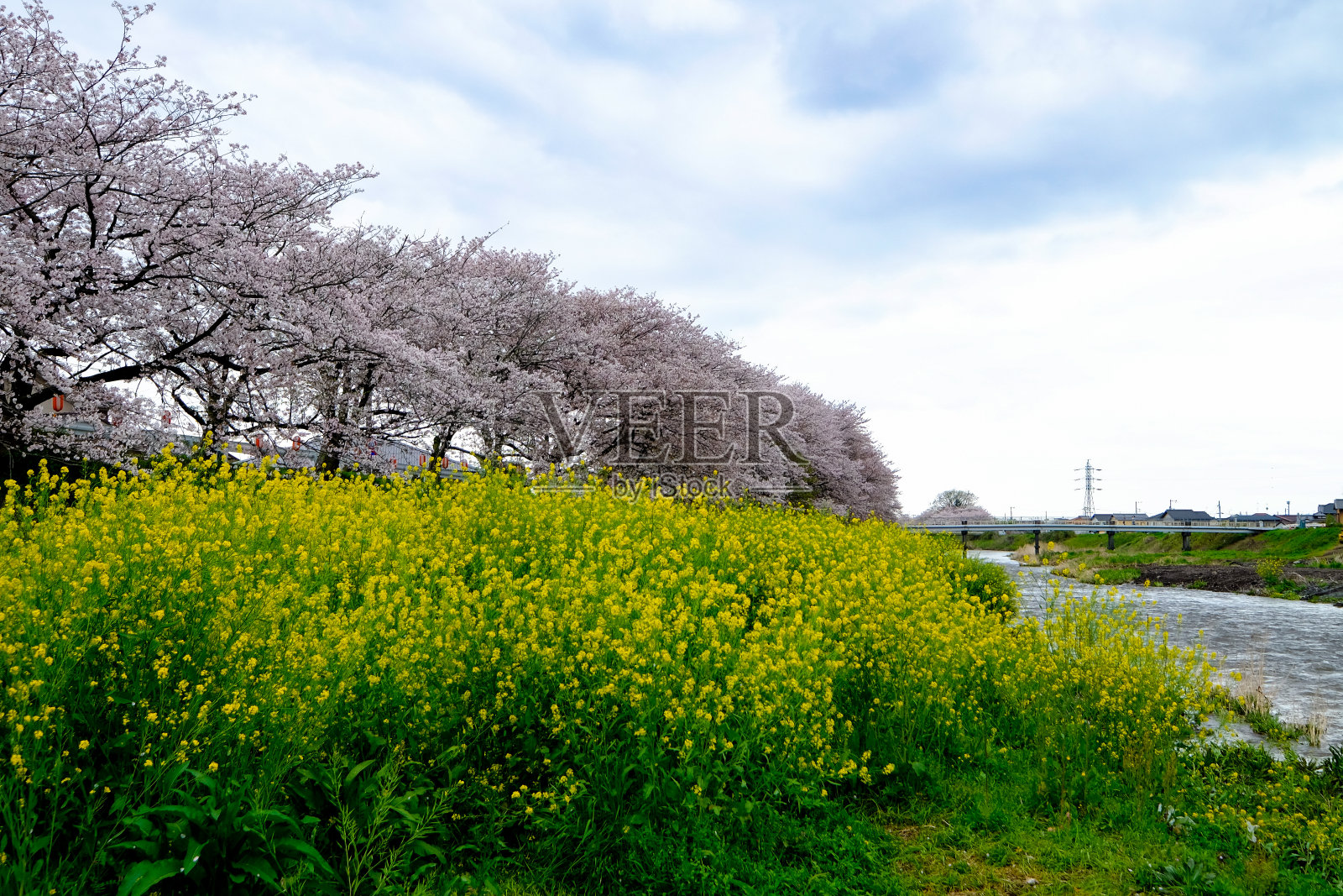 阳光明媚的一天，湛蓝的天空，沿着绿色的草地与一些黄色的花在绿色的田野，粉红色盛开的樱花树在户外公共公园，在日本度假照片摄影图片