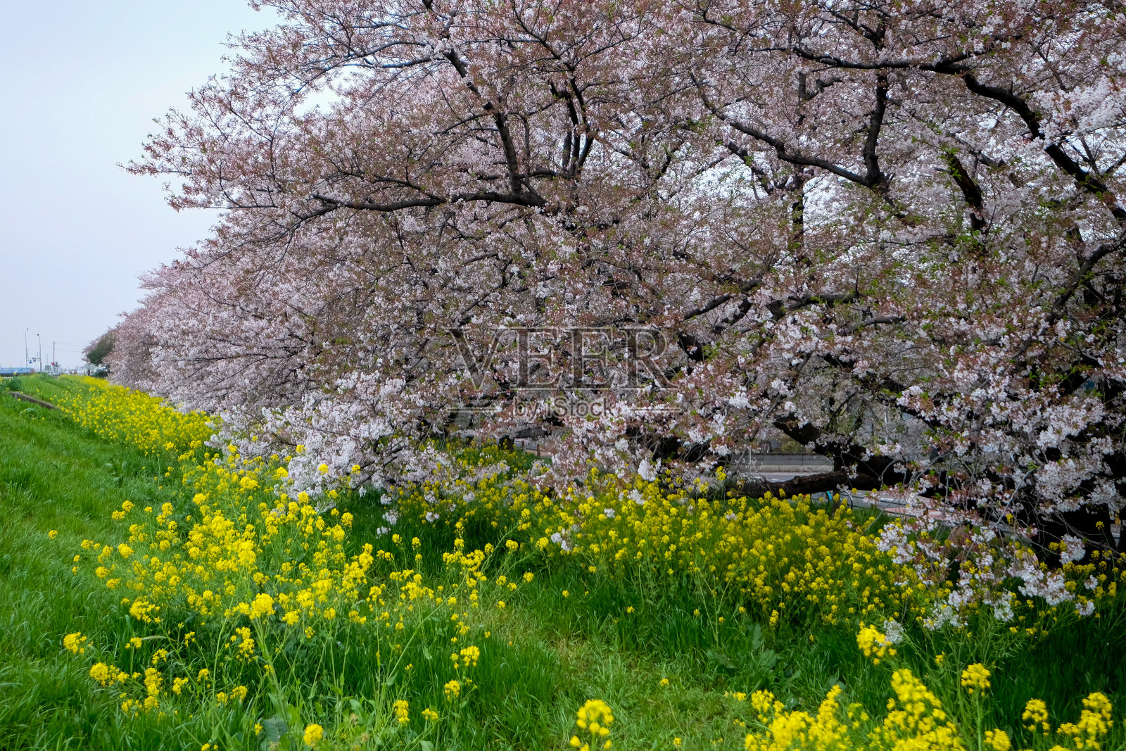 在日本的一个户外公园里，粉红色的樱花盛开在黄花绿色的田野上。照片摄影图片