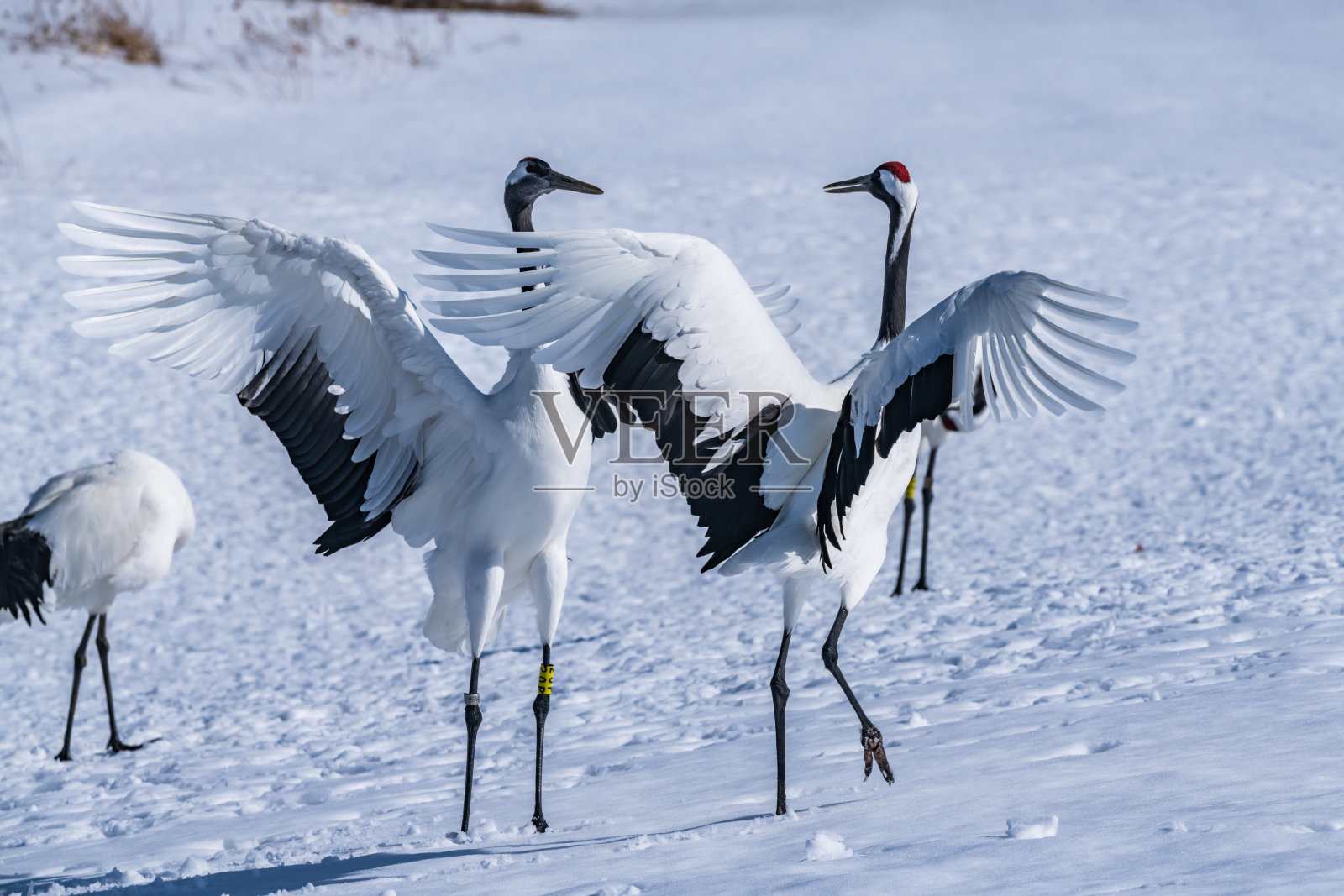 丹顶鹤照片摄影图片