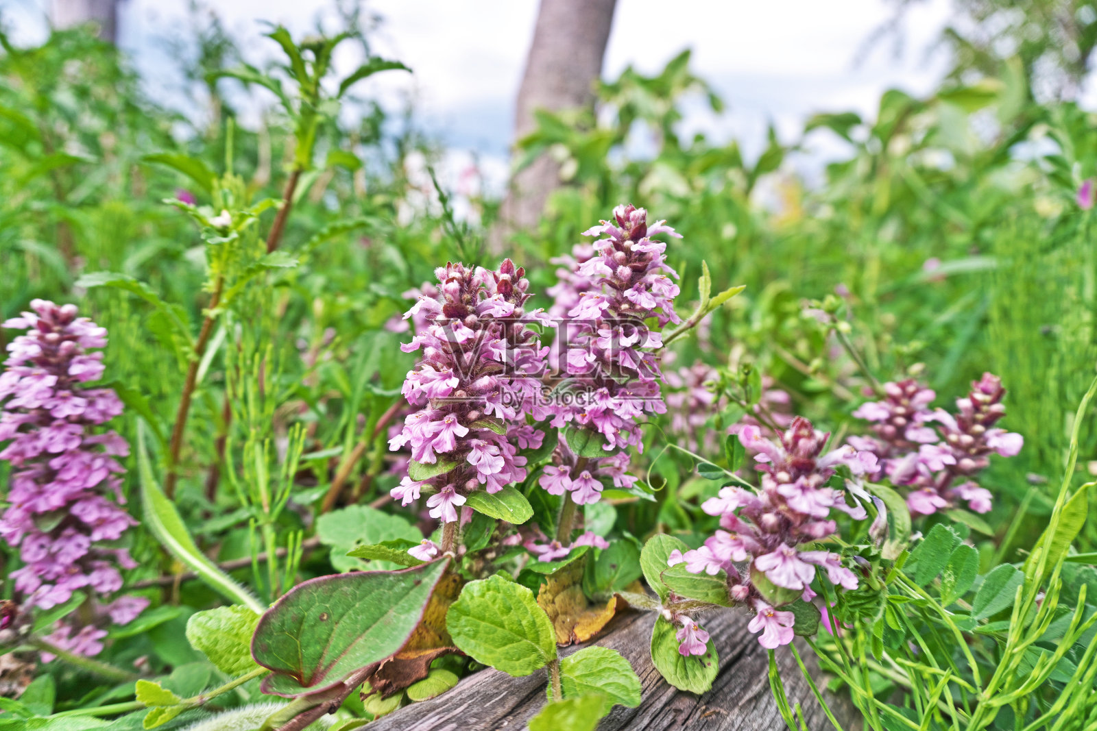 Ajuga照片摄影图片