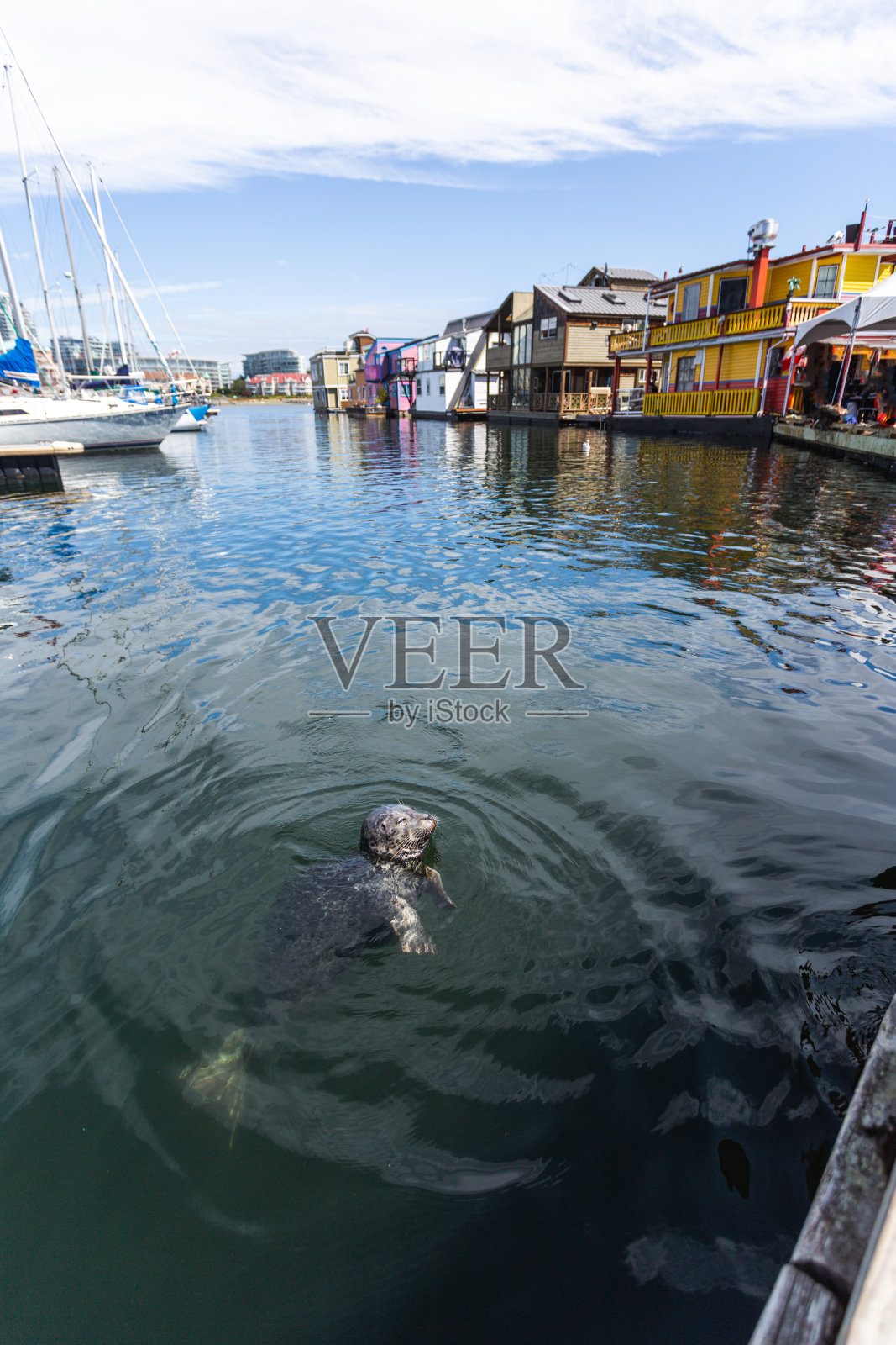 一只海马在一个渔村的水中照片摄影图片