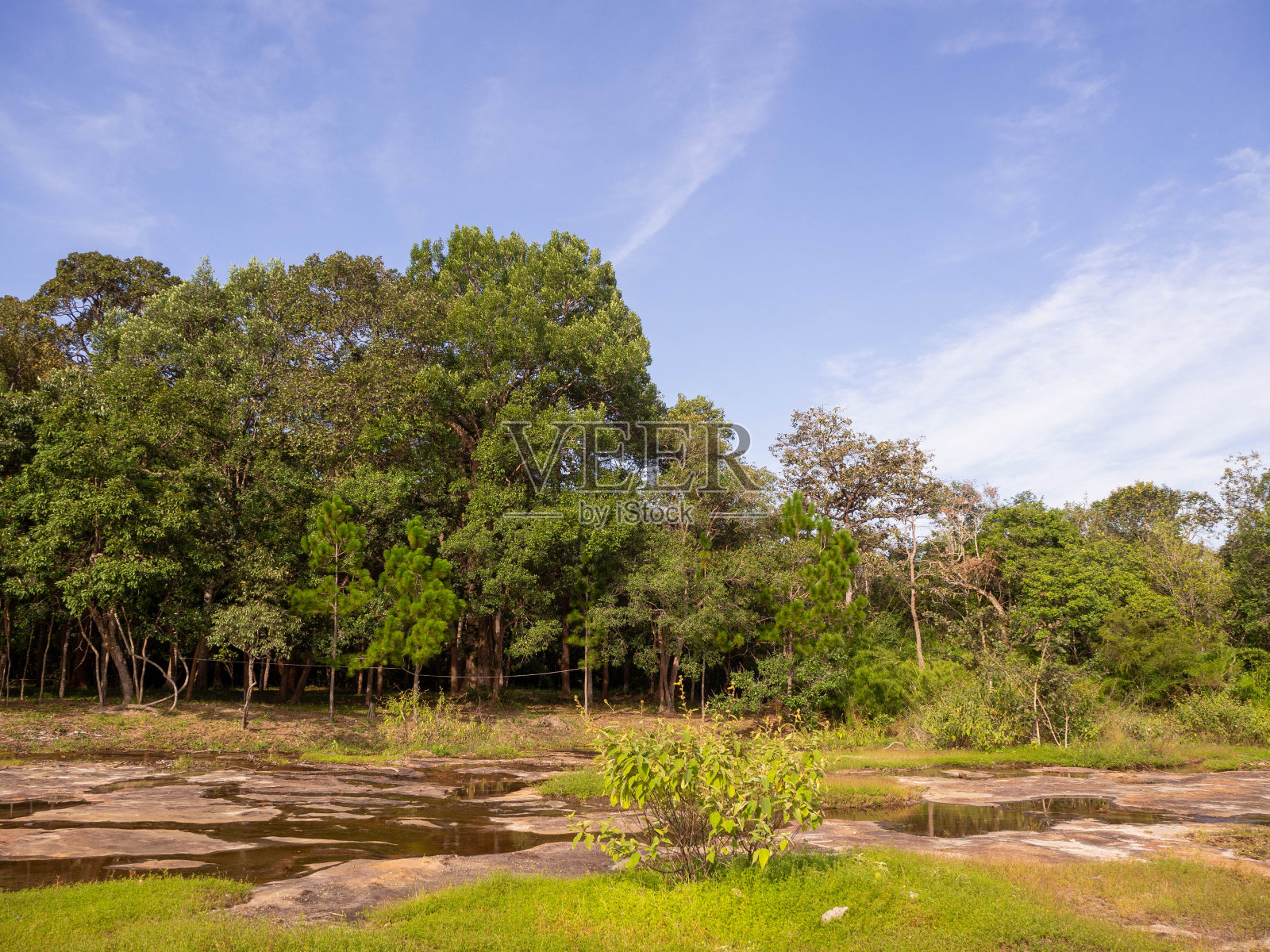 在泰国乌汶府的帕田国家公园的蓝天里，小溪旁的一棵大树。照片摄影图片