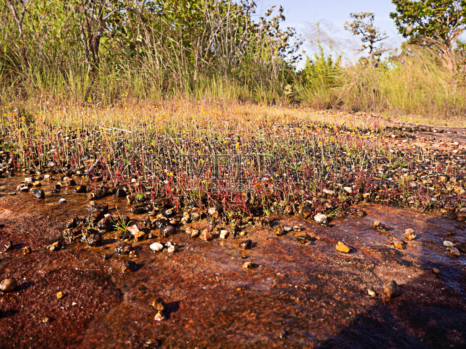 泰国乌汶拉查他尼的帕田国家公园，黄花草地和小溪。照片摄影图片