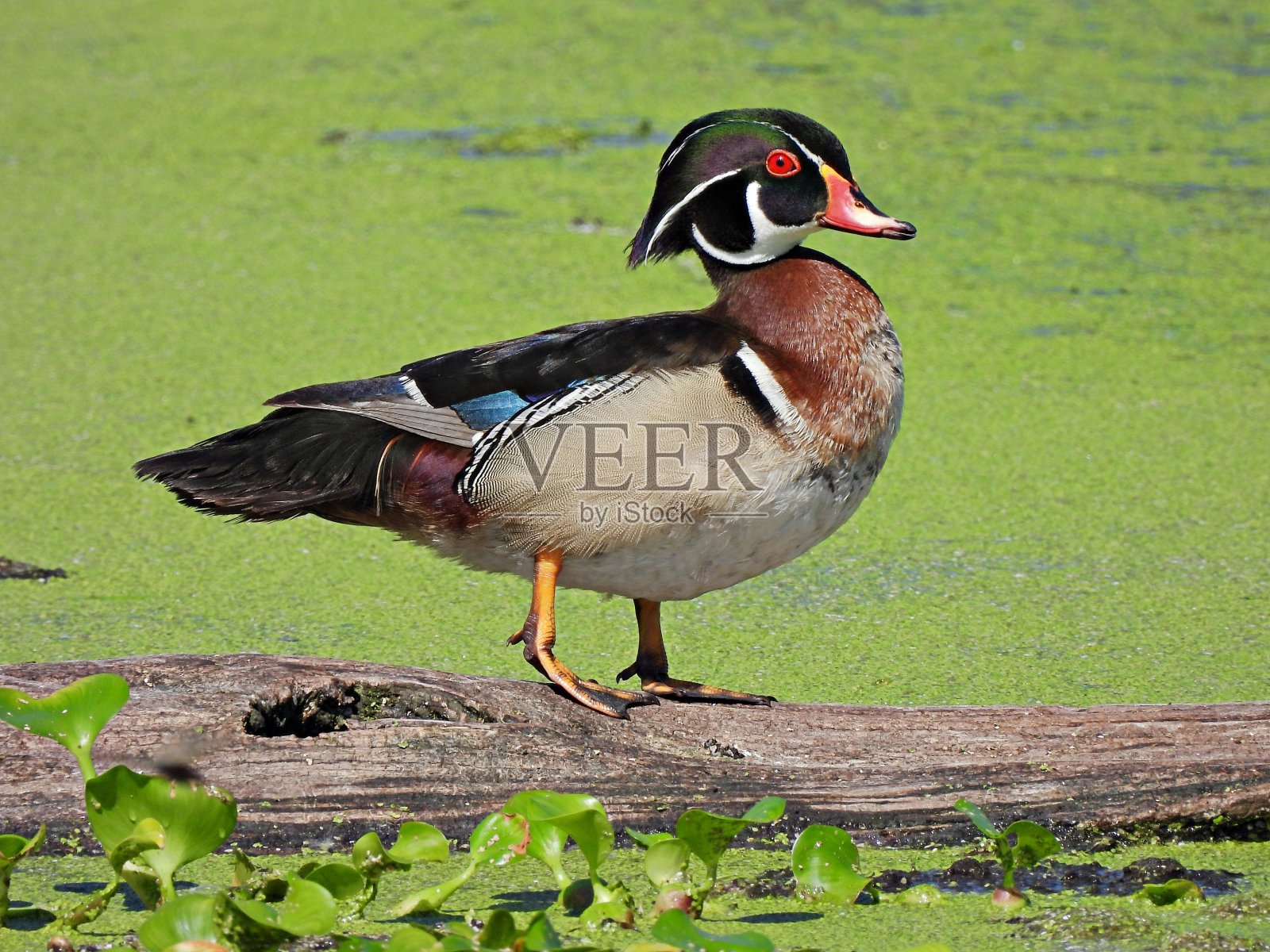 湿地中的雄性木鸭(Aix sponsa)在一根原木上休息照片摄影图片