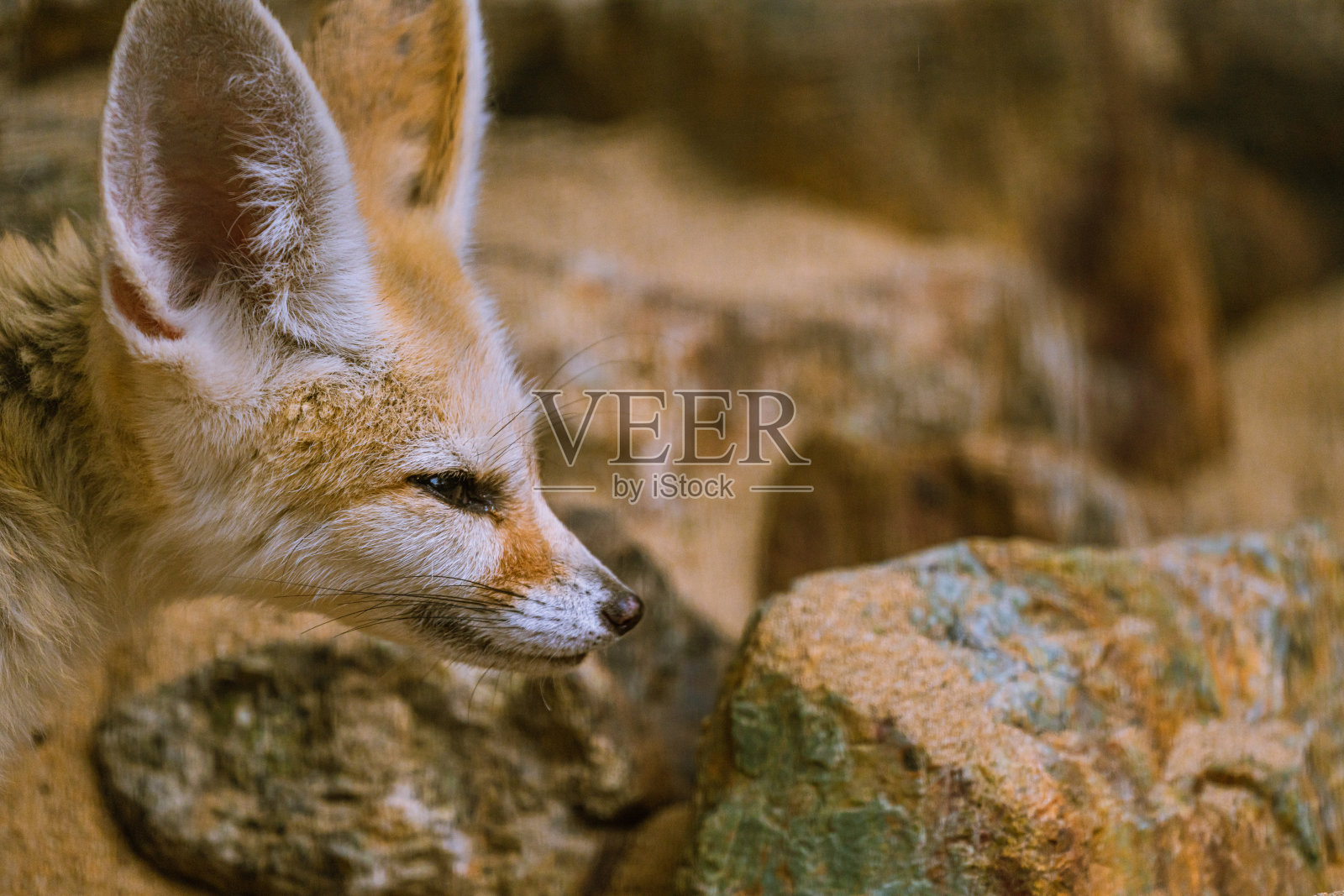 Fennec狐狸照片摄影图片