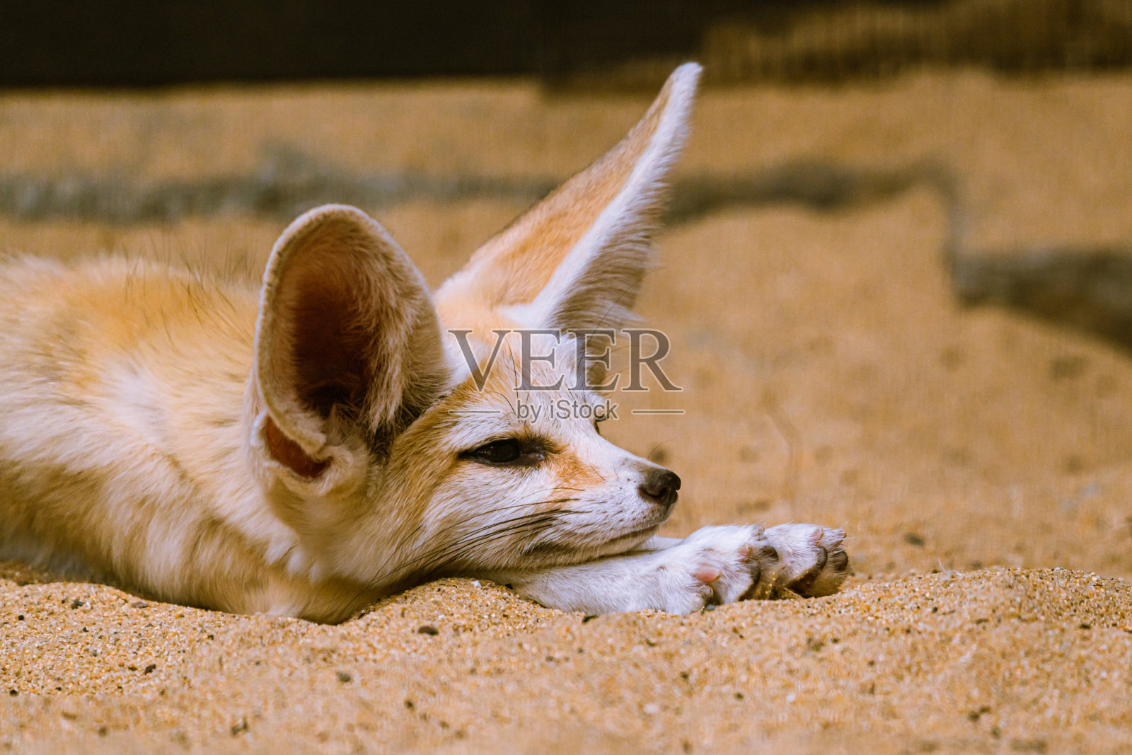 Fennec狐狸照片摄影图片