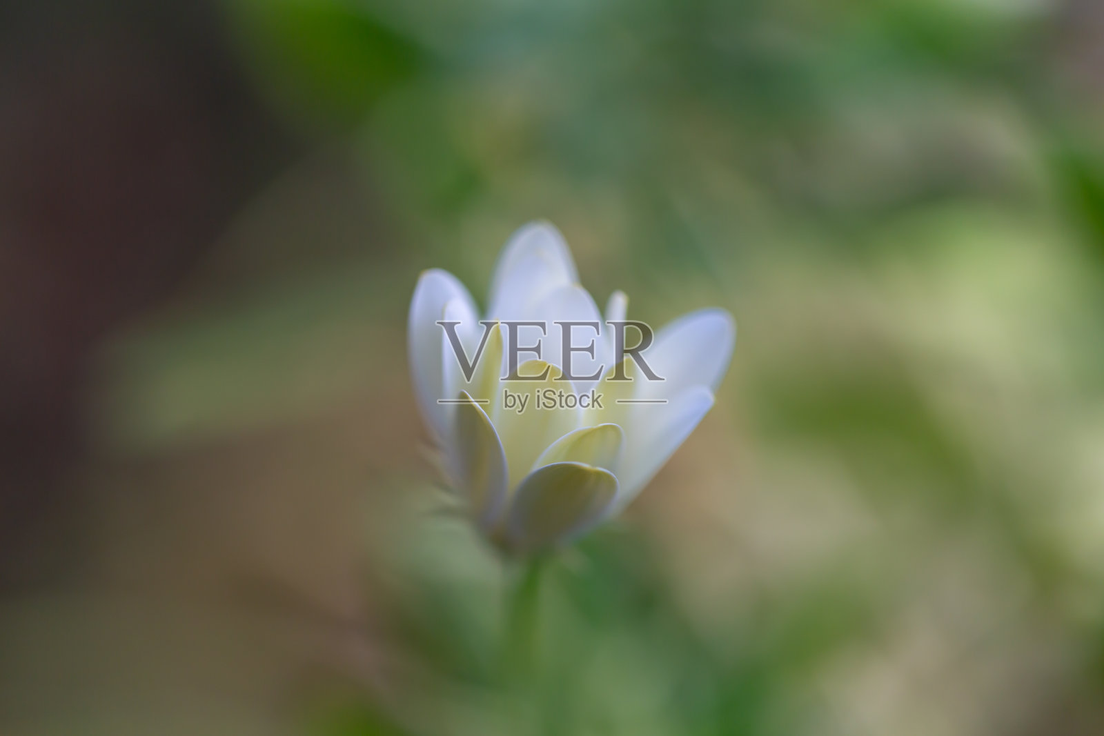 花照片摄影图片