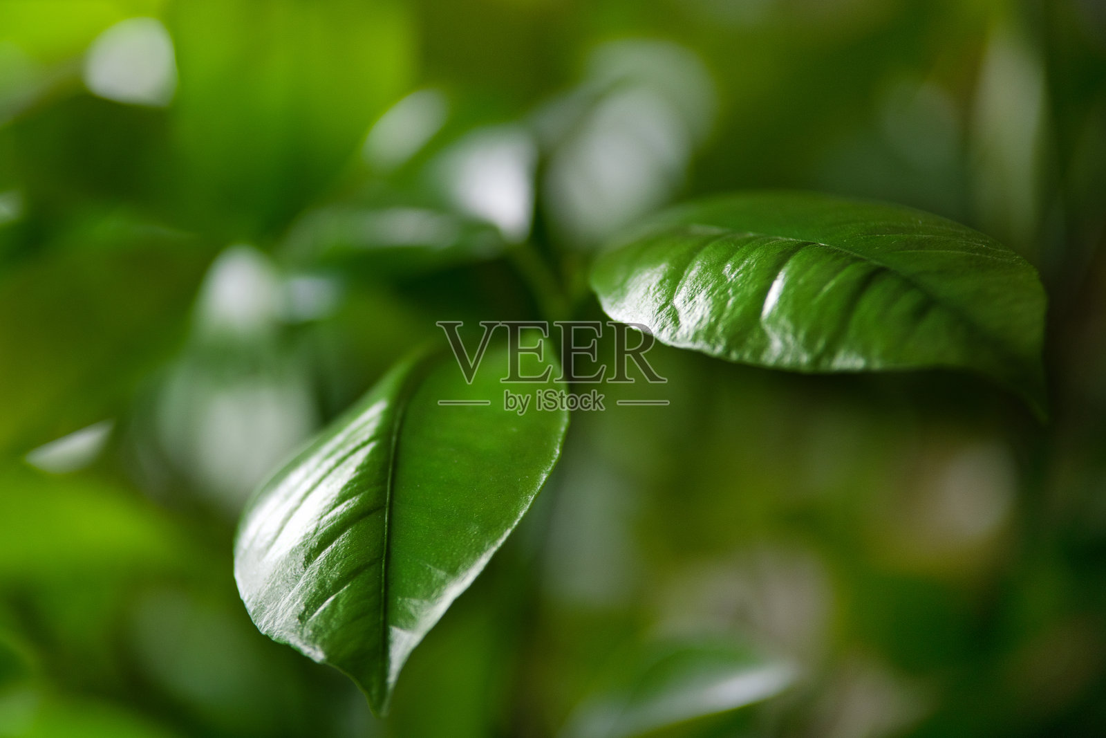 叶2照片摄影图片