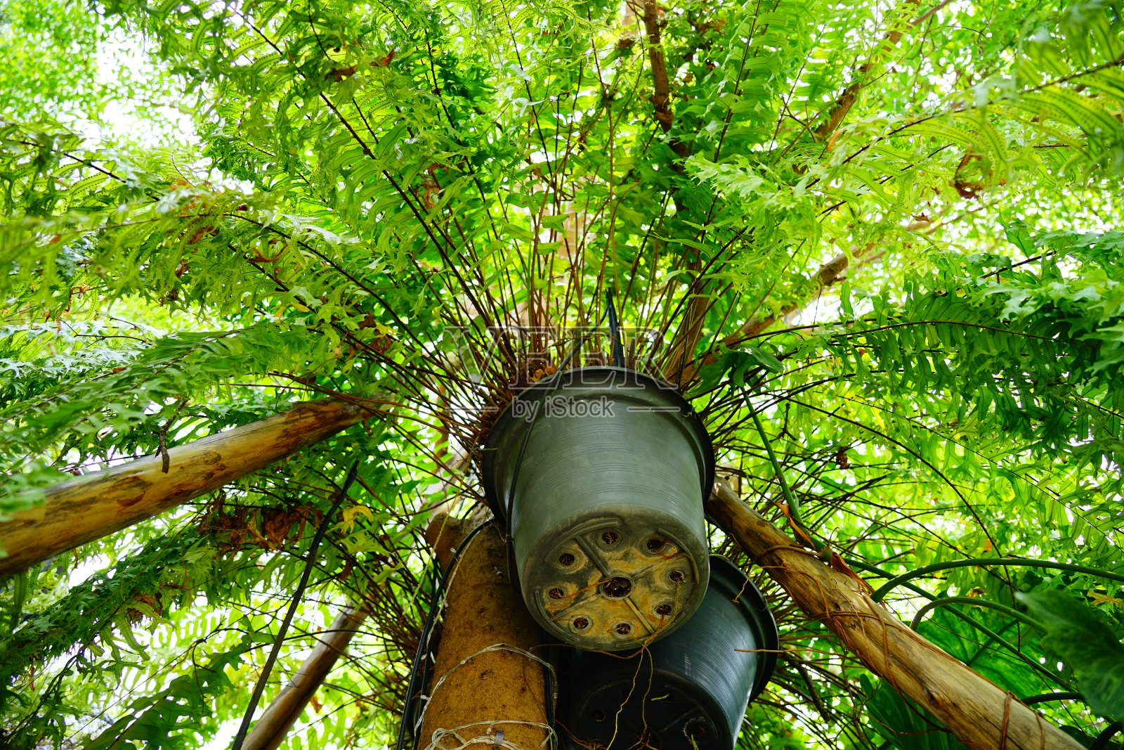 在树上花盆里的蕨类植物下照片摄影图片
