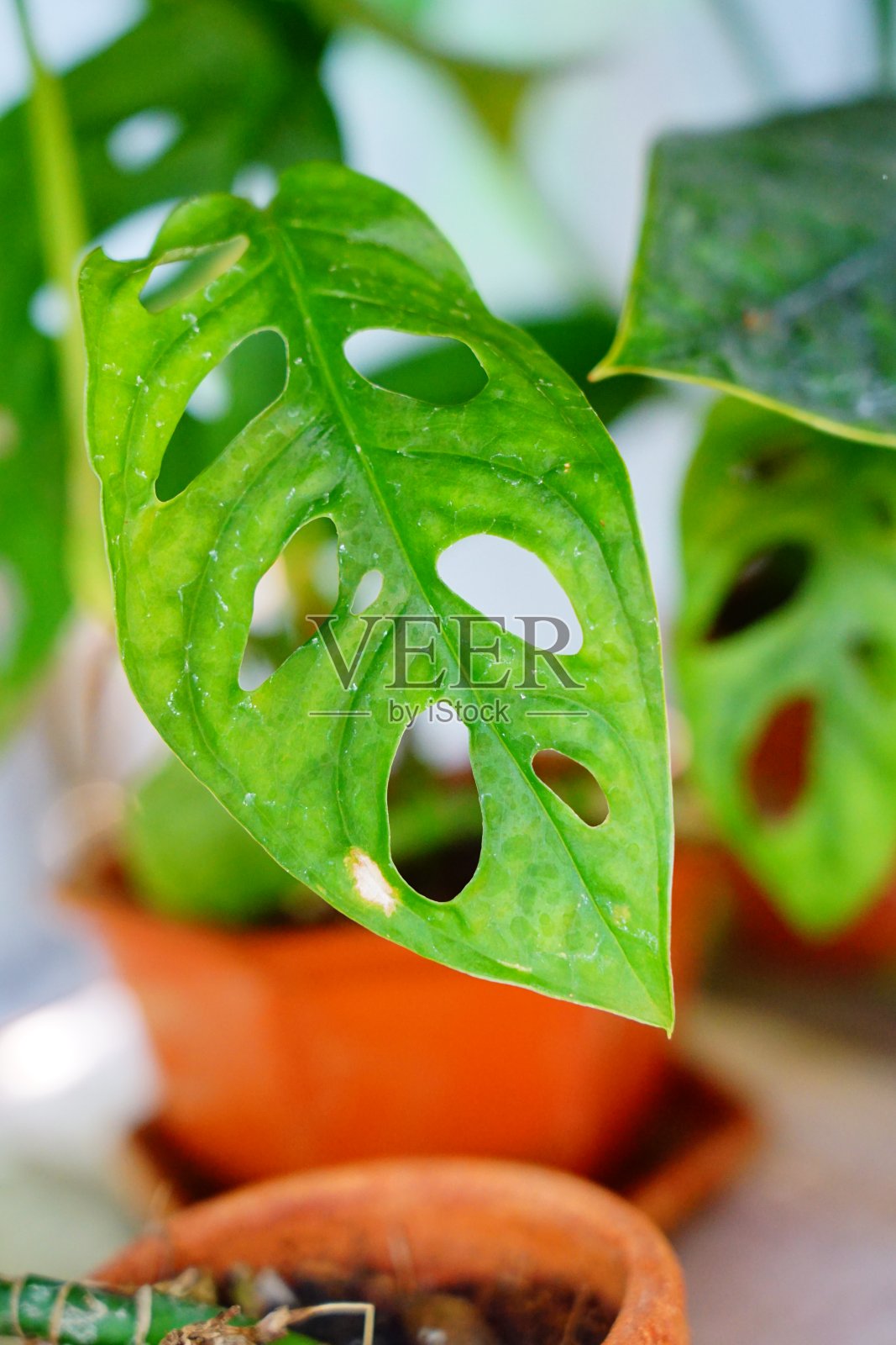 锅内的小斜纹茅(Miq.照片摄影图片