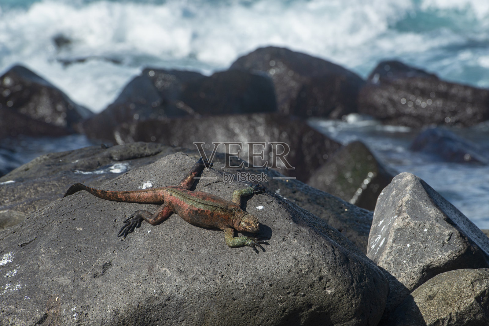 加拉帕戈斯群岛Espanola特有的海洋鬣蜥照片摄影图片