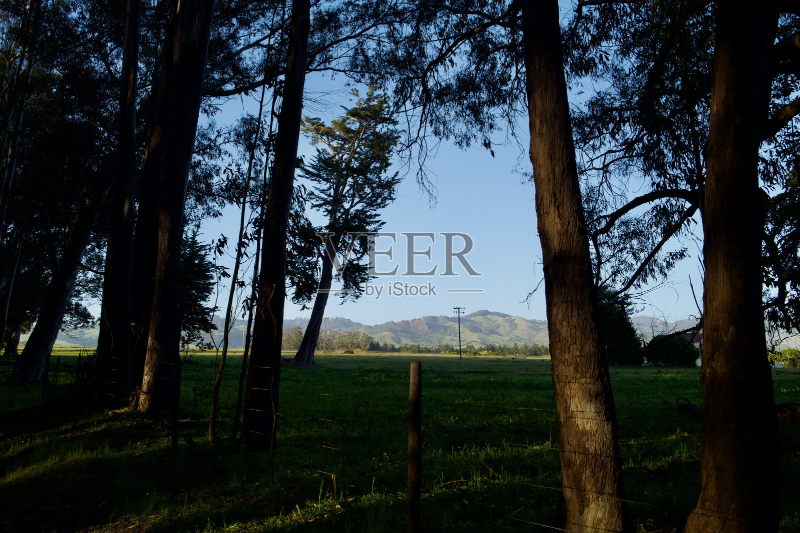 加利福尼亚中部海岸的桉树照片摄影图片