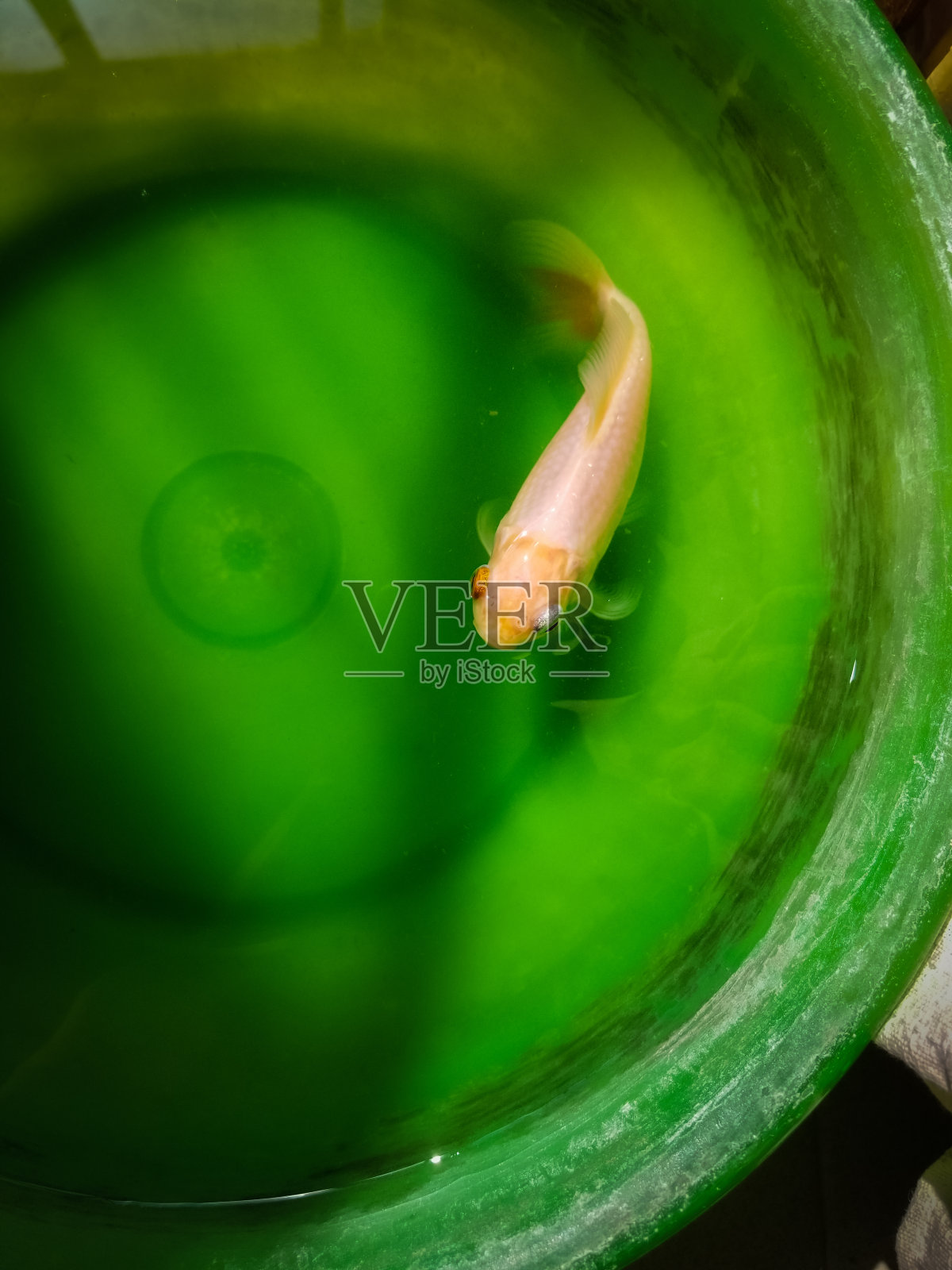 金鱼,鱼缸照片摄影图片