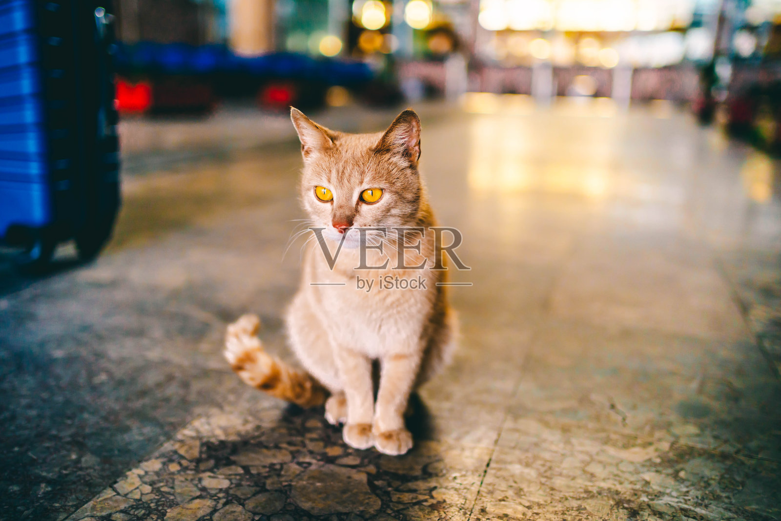 猫在火车站照片摄影图片