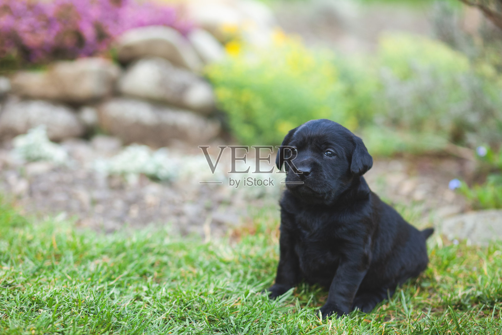 院子里的黑色拉布拉多犬照片摄影图片