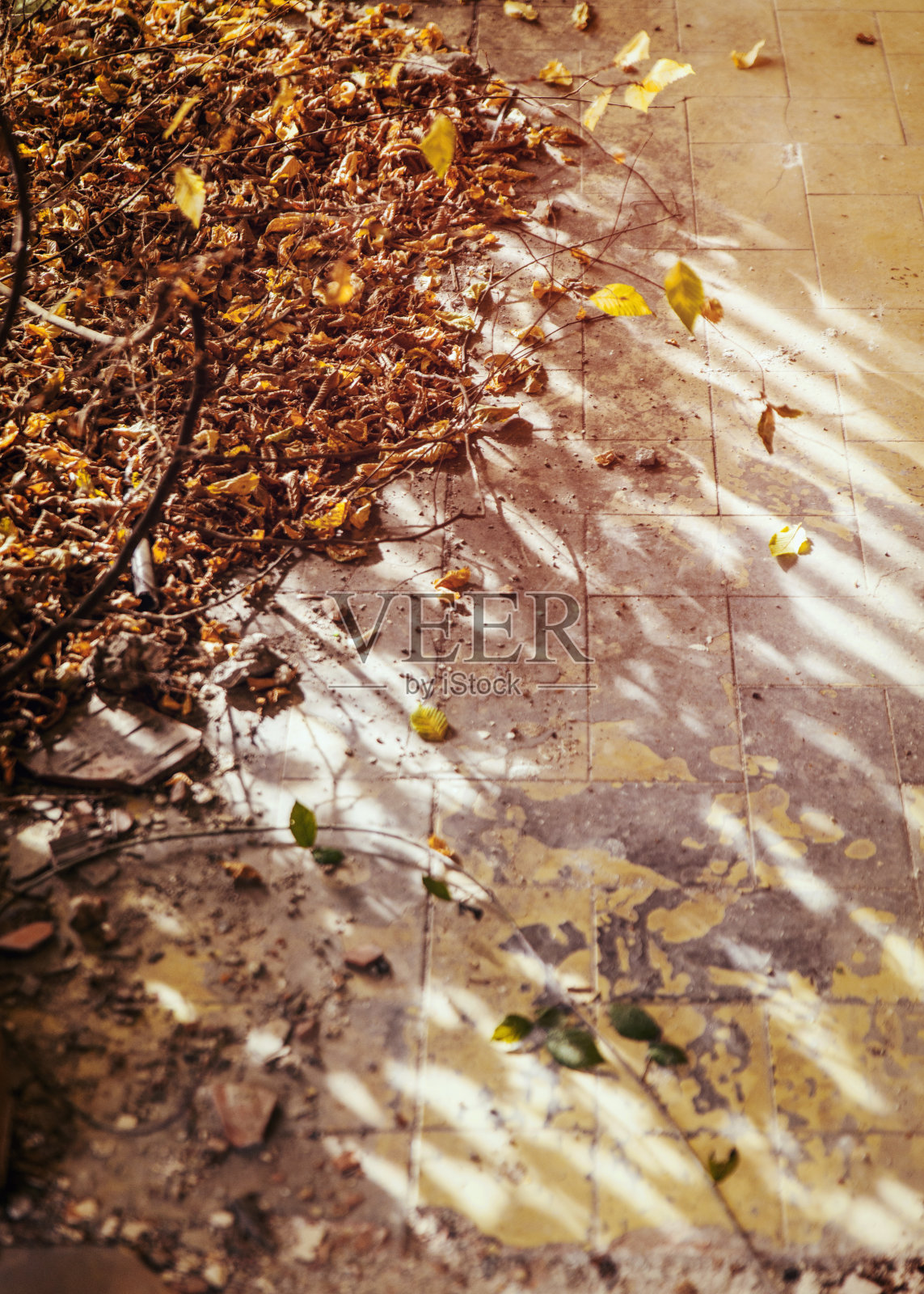 废弃的地方地板满是秋叶照片摄影图片