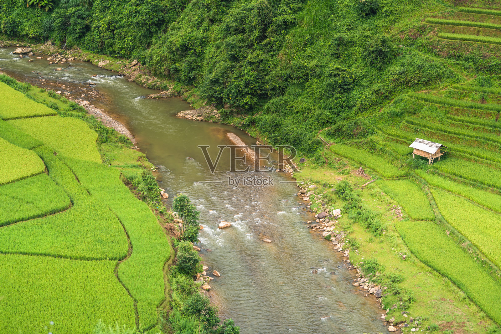 越南木仓寨，雨季梯田上的稻田。越南西北部准备移植的稻田照片摄影图片