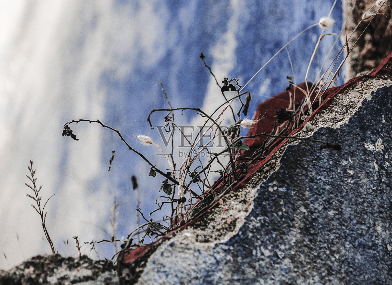 废弃之地的枯萎杂草照片摄影图片