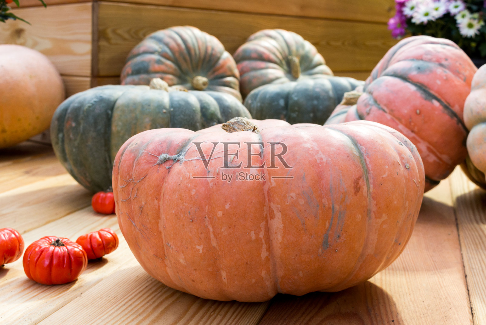 橘子南瓜秋天作文照片摄影图片