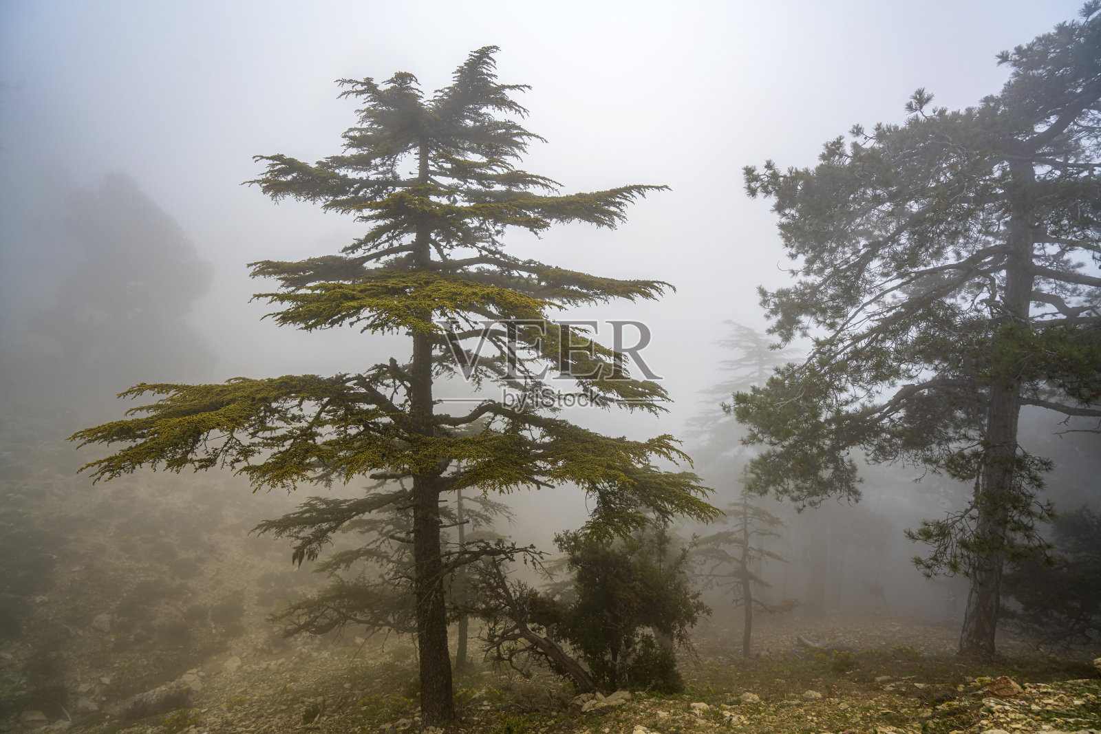 雾中树木的风景照片摄影图片