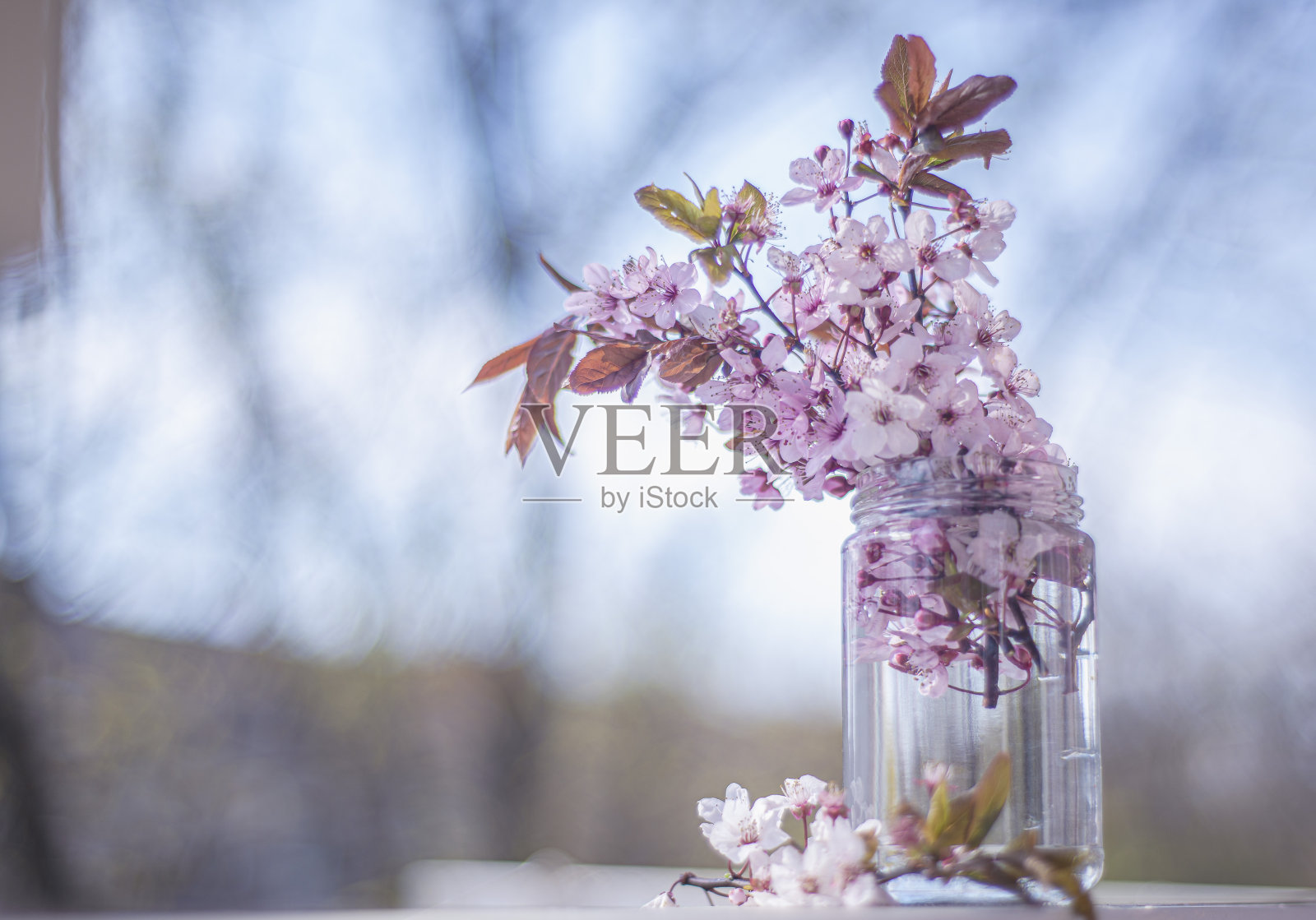 阳光明媚的日子里，一坛粉红色的春花照片摄影图片