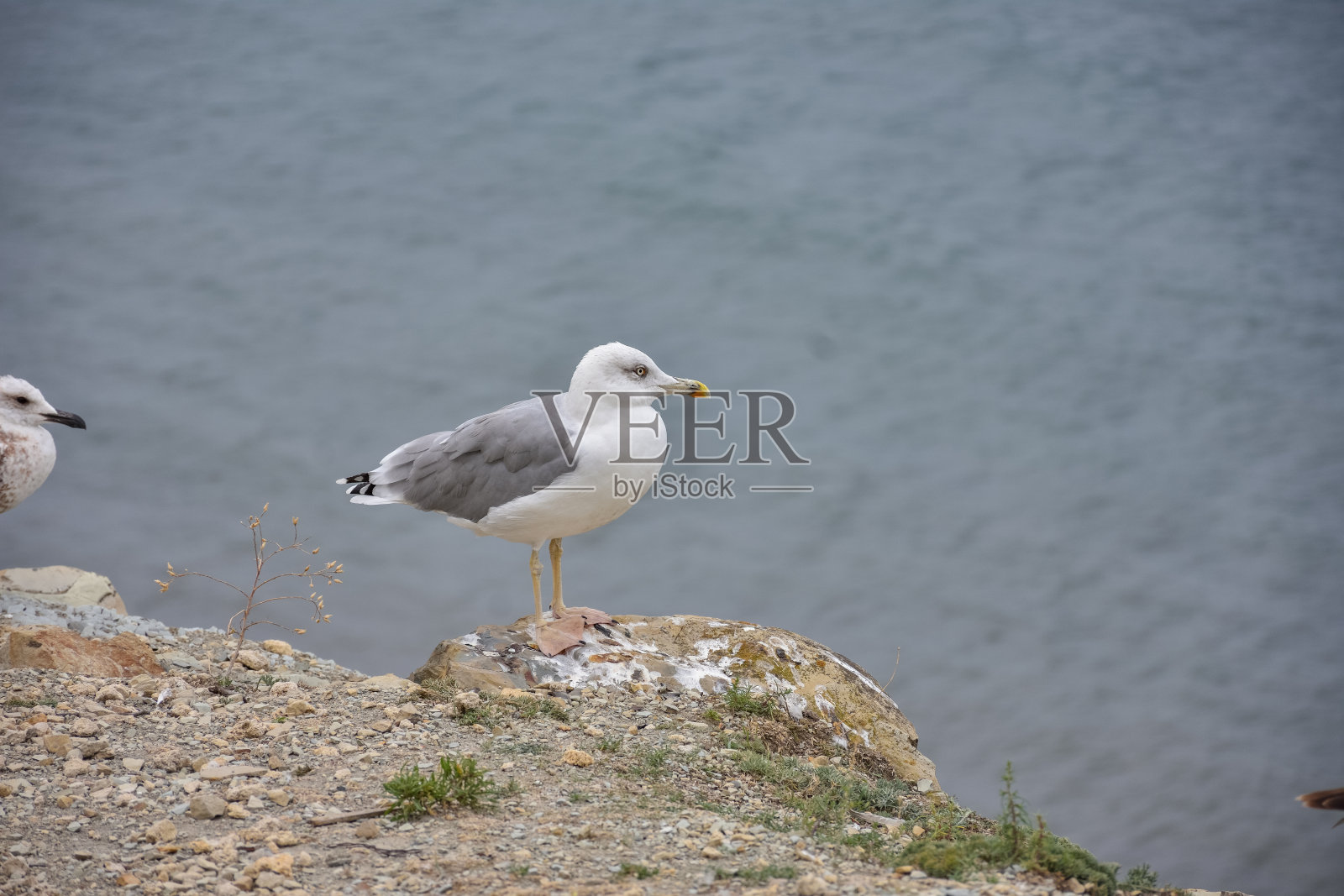 海鸥站在海边的悬崖上照片摄影图片
