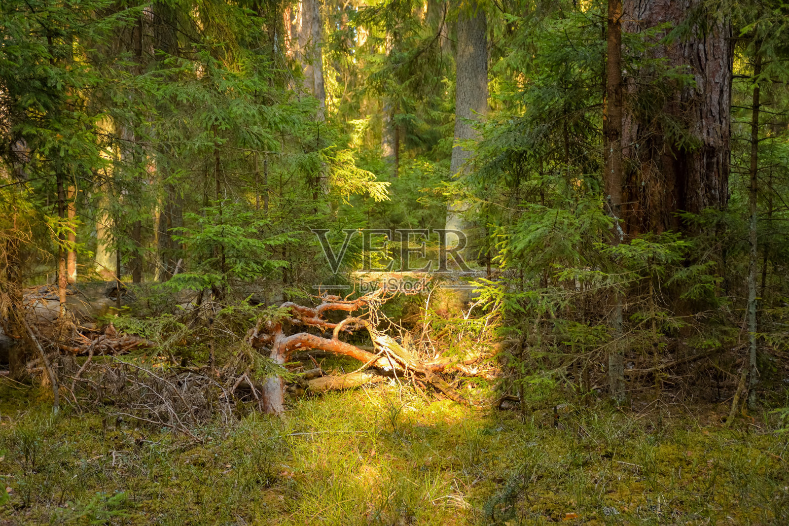 深春的森林，温暖的阳光。有丰富植被的灌木丛深山自然常绿灌丛。春天的森林景观。落在灌木丛中的枯枝。茂密的森林里，倒下的老树长满了苔藓，干燥的树枝在f照片摄影图片