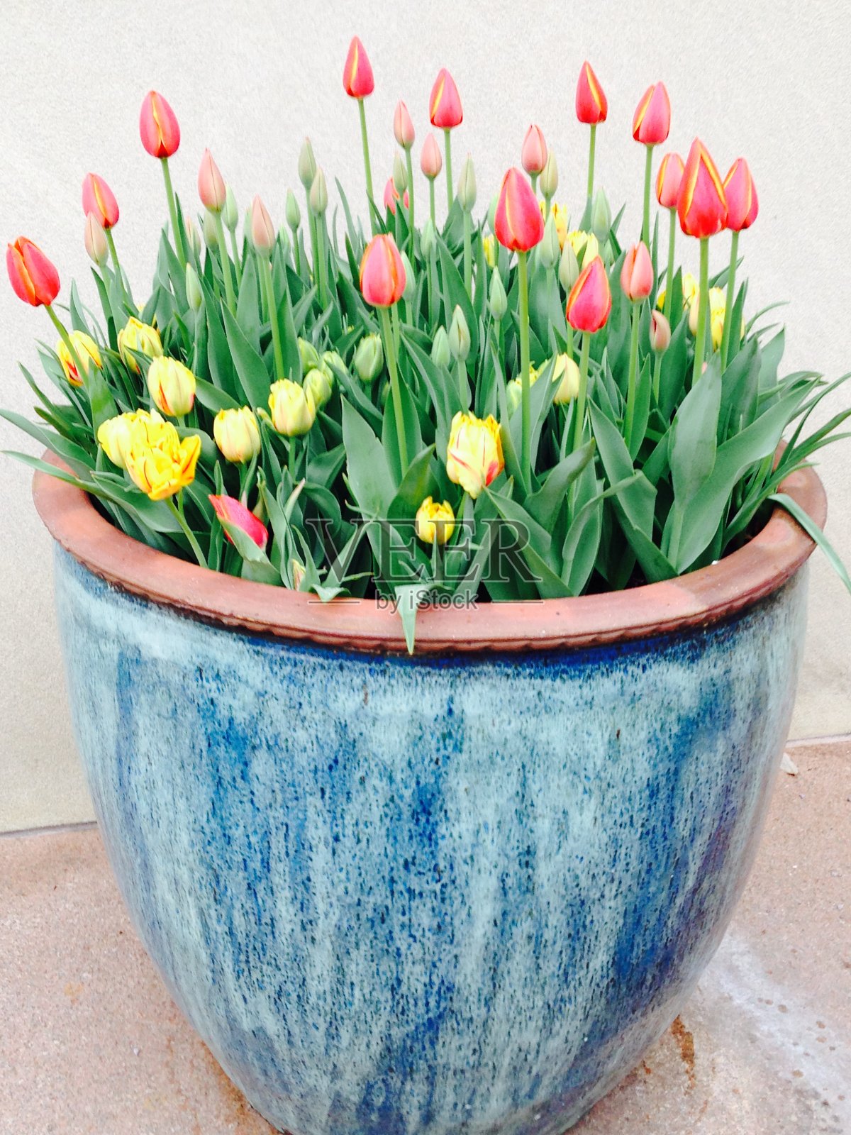 蓝色花盆里的郁金香照片摄影图片