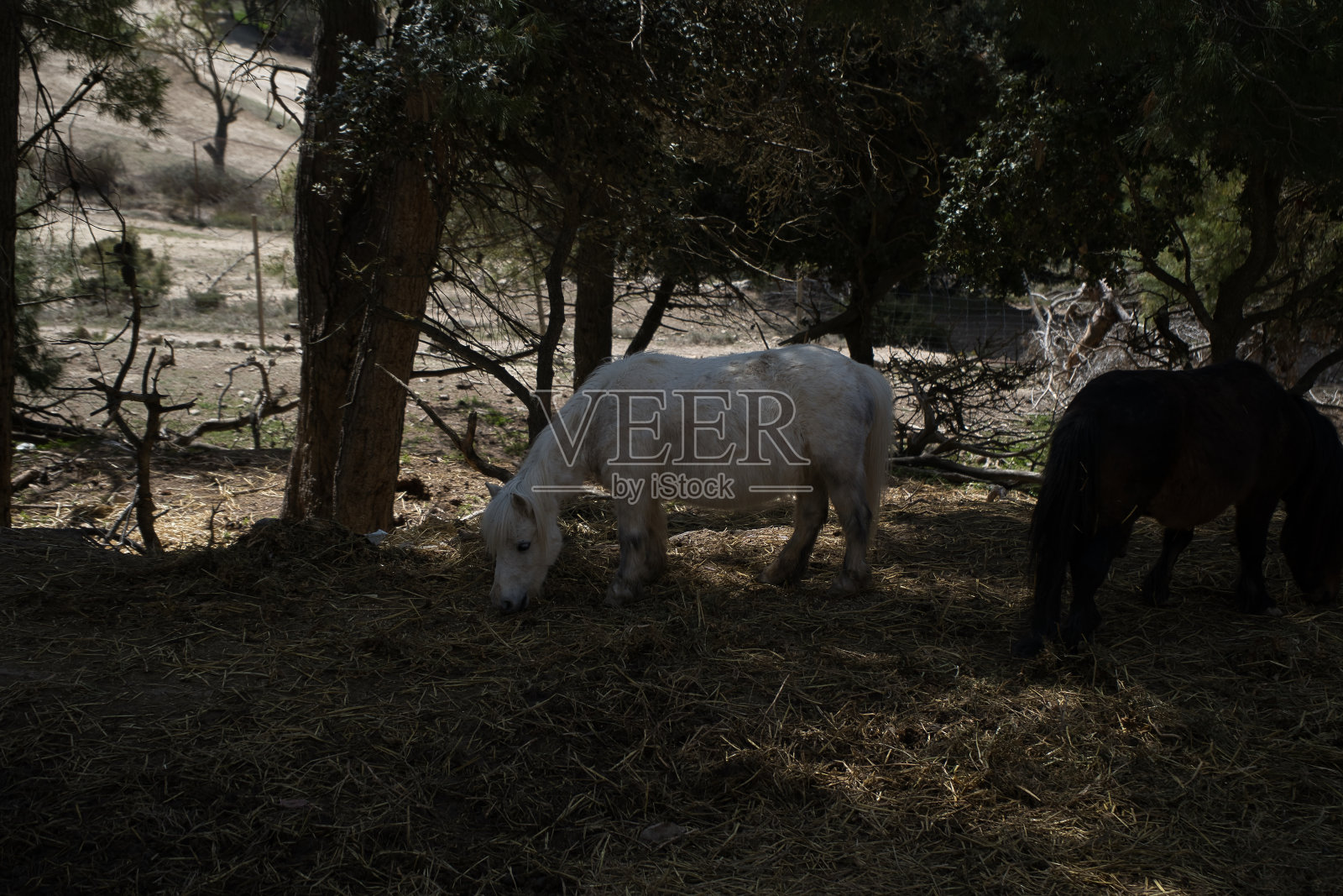 车窗上的小马画像。照片摄影图片