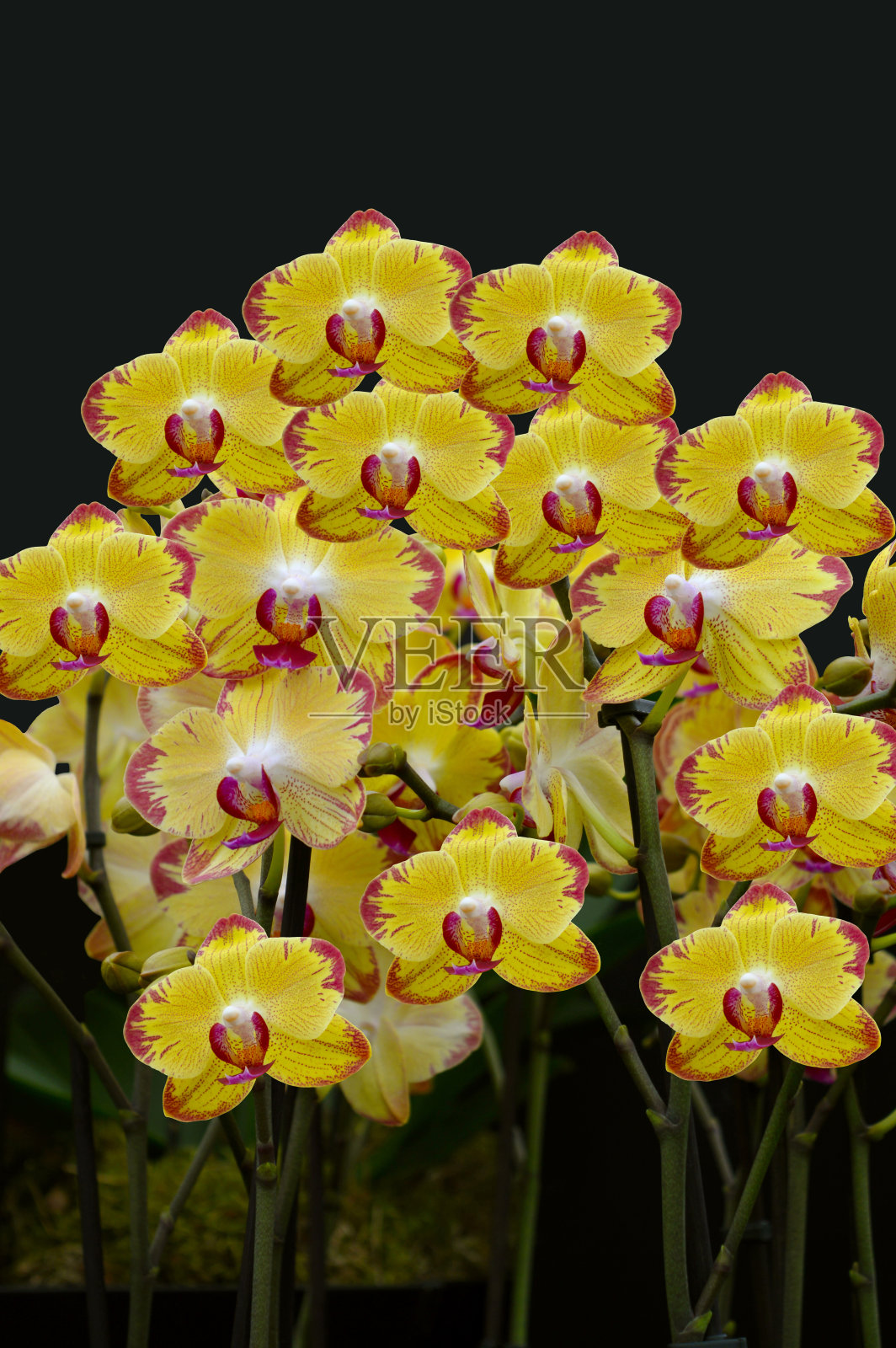 蝴蝶兰照片摄影图片