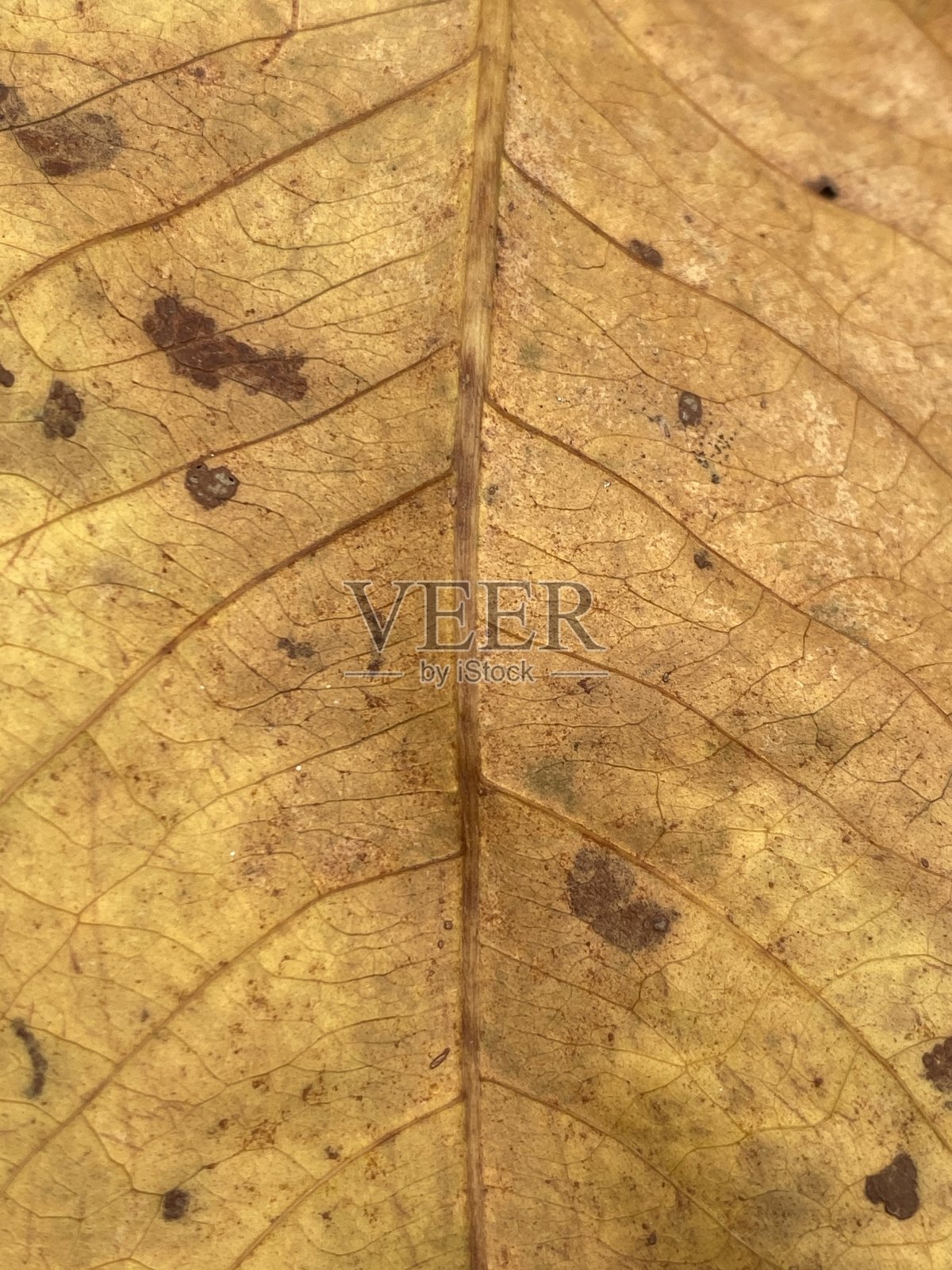 干叶纹理照片照片摄影图片