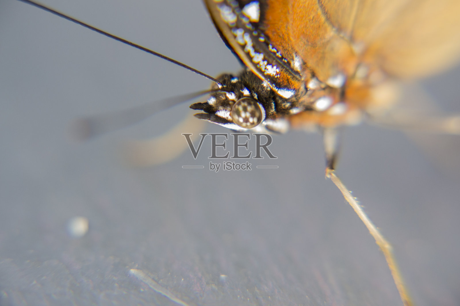 有尾巴的朱迪，阿比萨拉·纽弗隆蝴蝶照片摄影图片