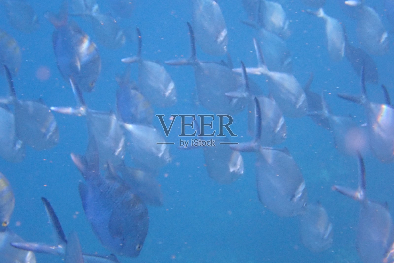 鱼照片摄影图片