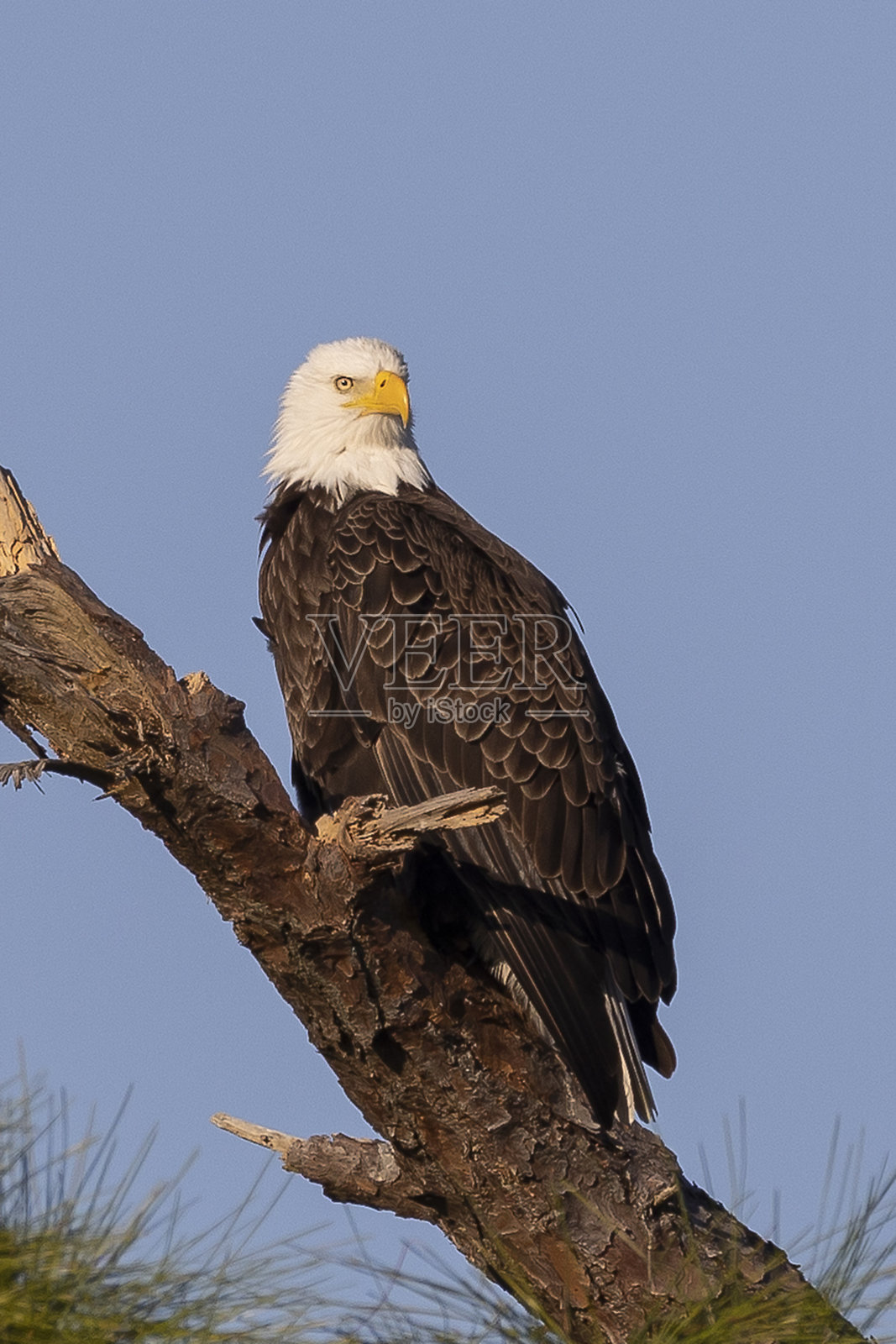 白头海雕照片摄影图片