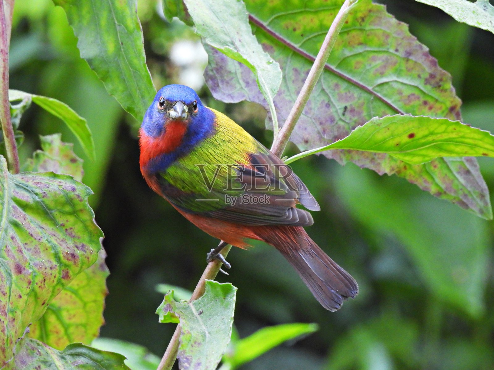 画鹀(雀形目)雄栖息在树枝上照片摄影图片