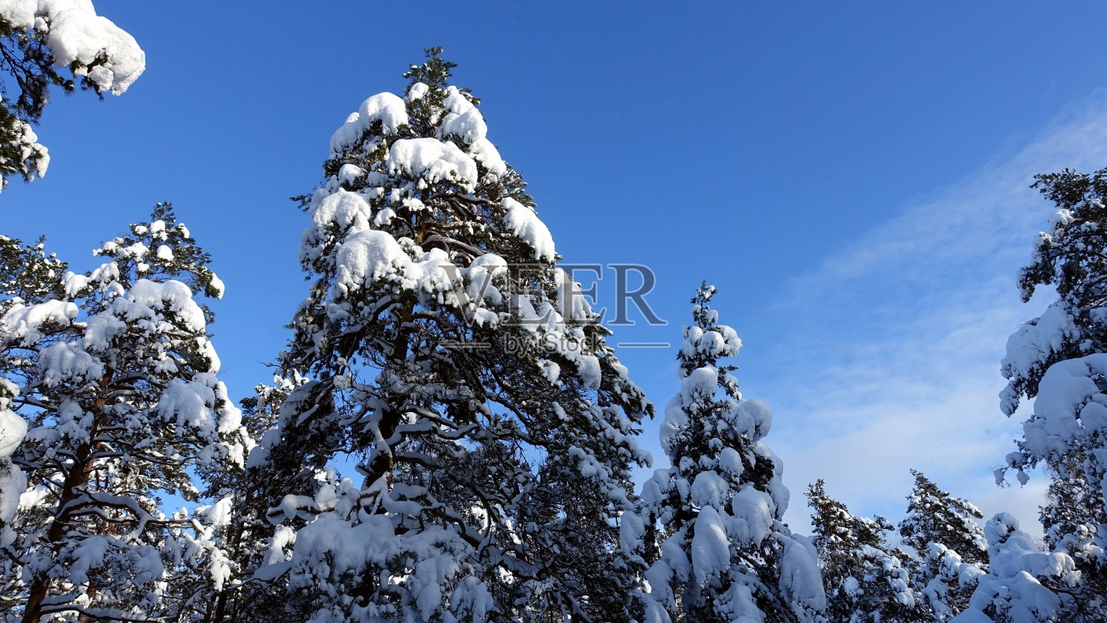 在一个充满雪和阳光的冬日里，森林里树木的叶子照片摄影图片