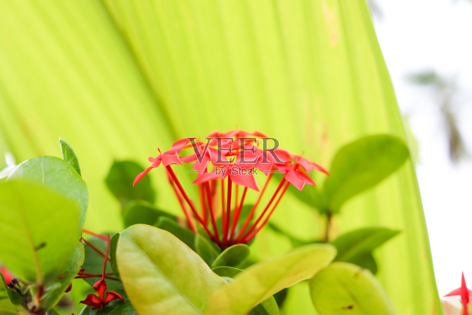 伊克索拉花照片摄影图片