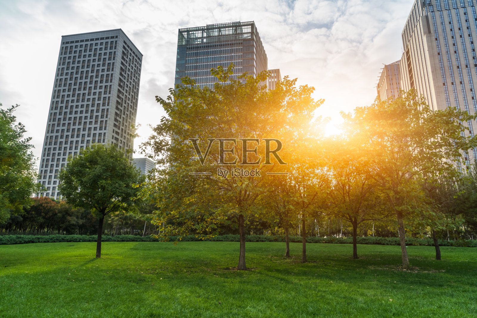 从公园草地看上海的城市景观和天际线照片摄影图片