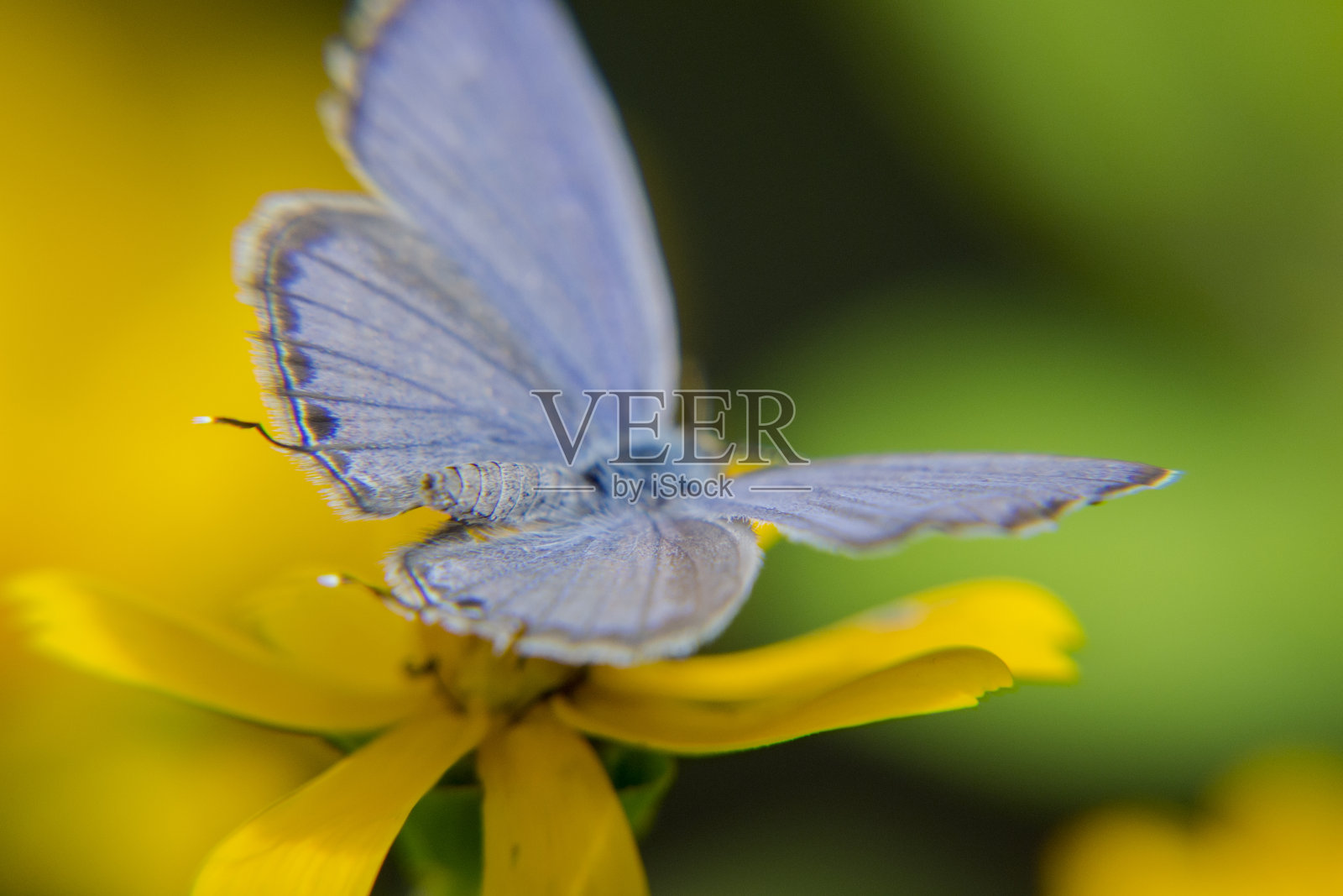 蝴蝶栖息在黄花上照片摄影图片