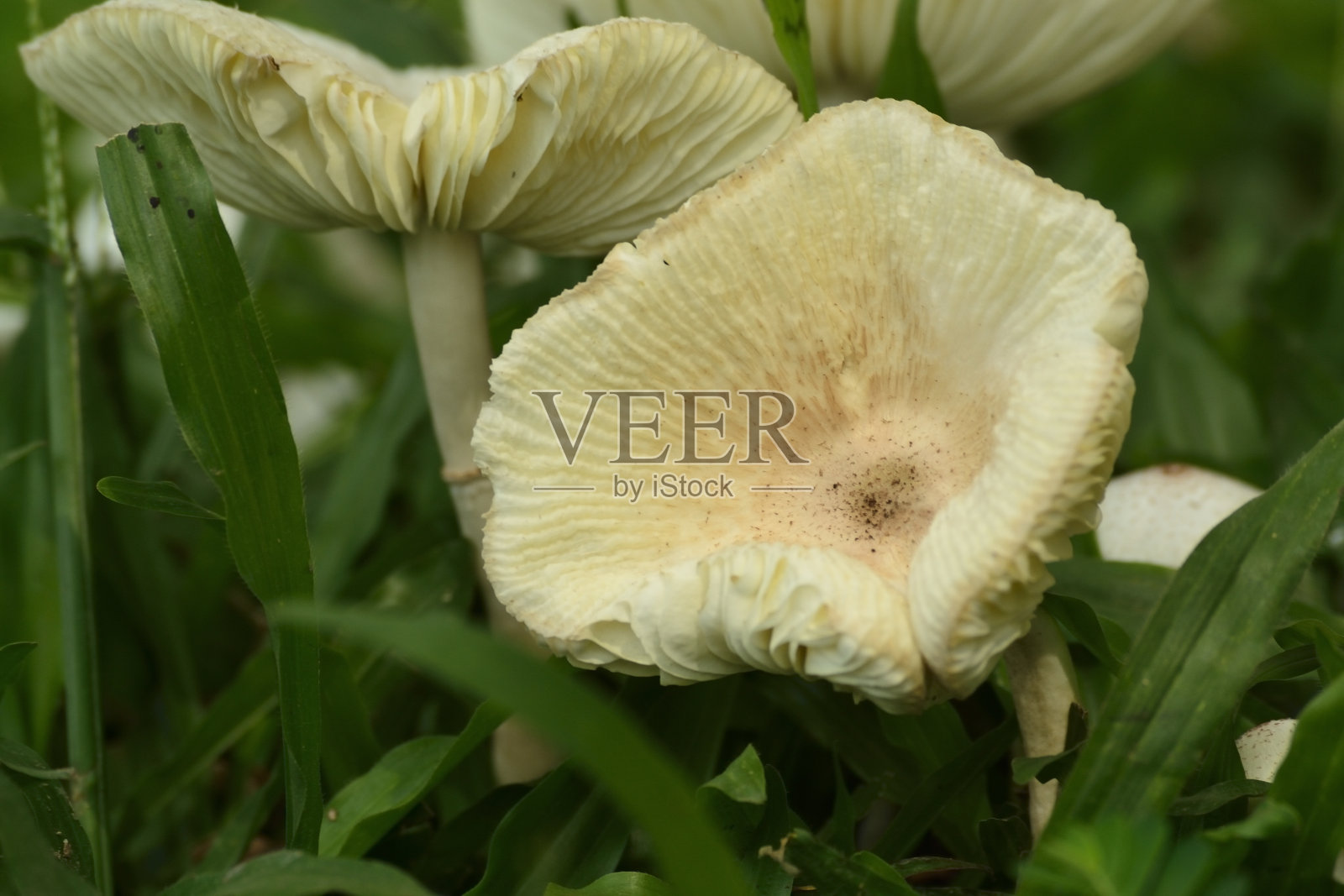 白蘑菇生长在草中照片摄影图片