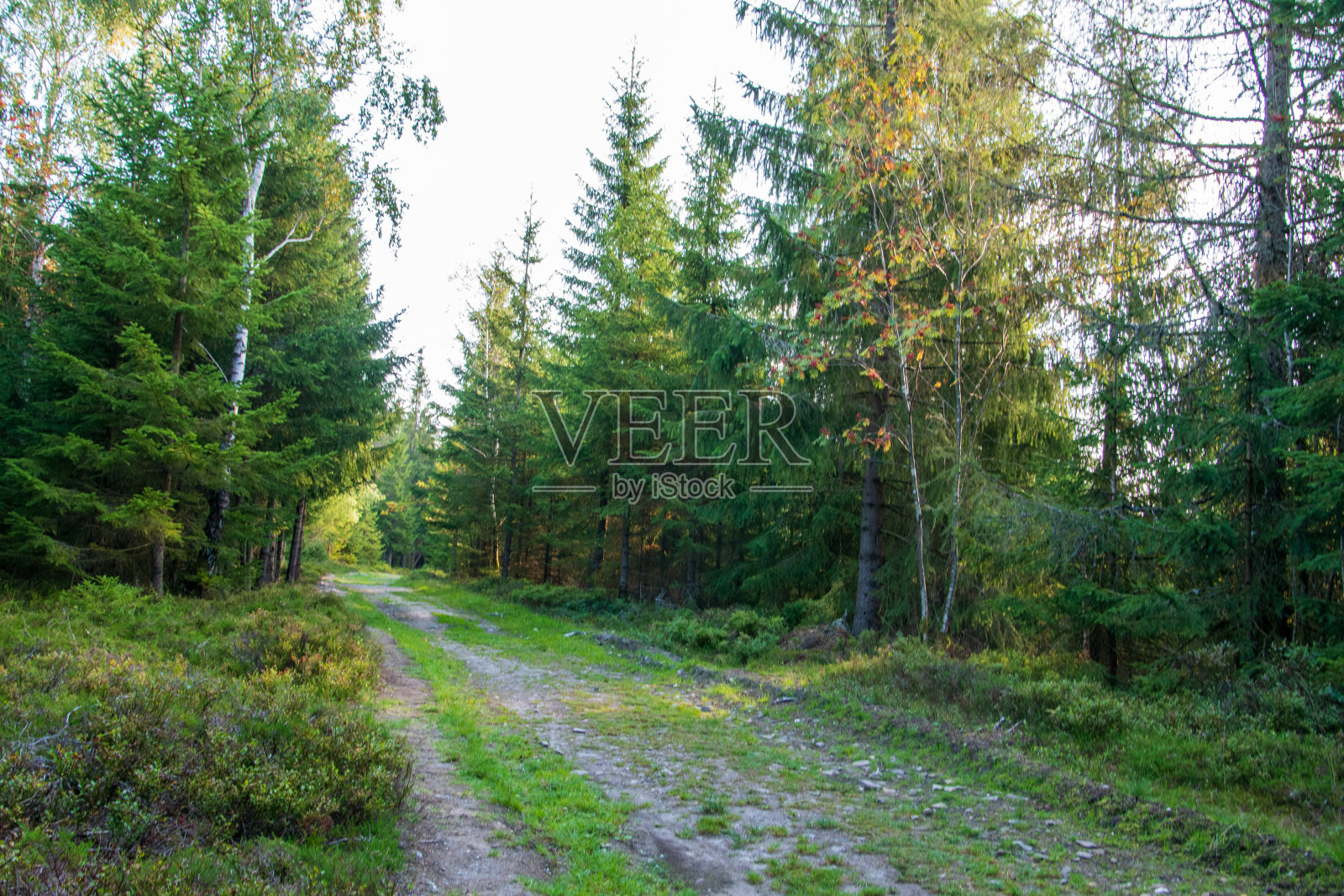 图林根森林里的Rennsteig长途徒步旅行小径上美丽的小径。从林巴赫到斯佩茨布伦的这一段。照片摄影图片