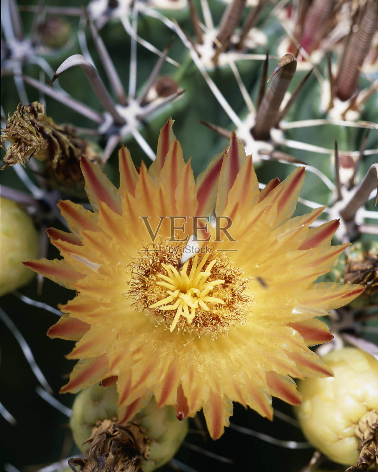 桶形仙人掌Ferocactus照片摄影图片