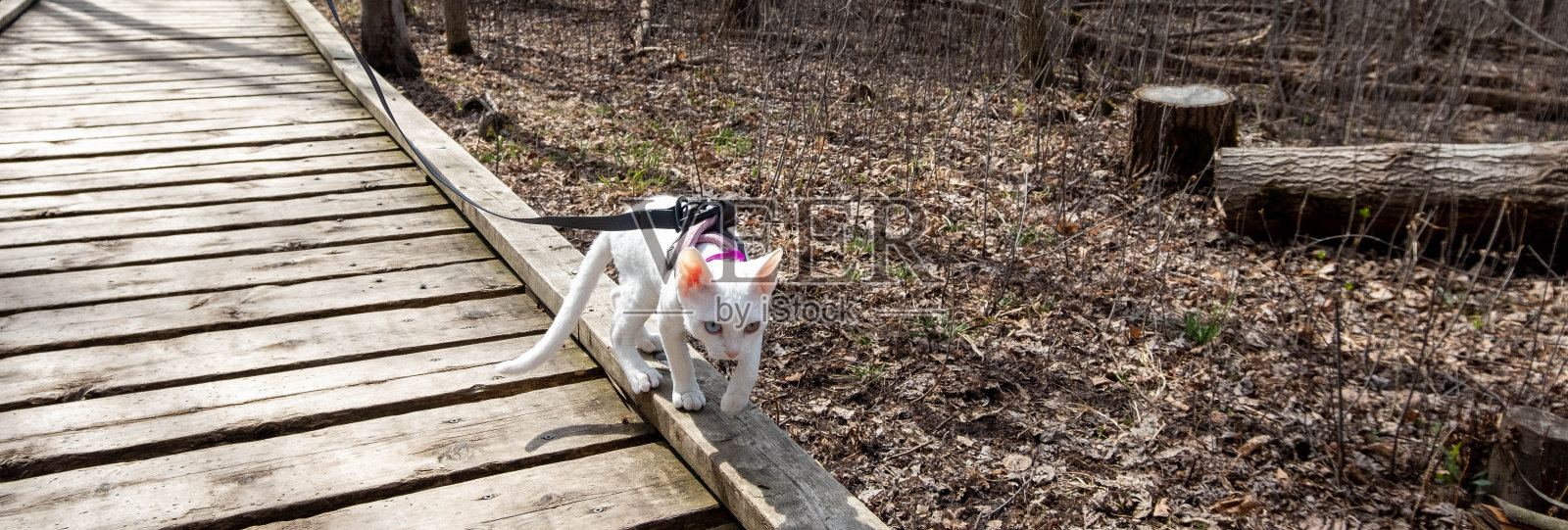 一只蓝眼睛和棕色眼睛的白猫正在林中小径上散步。伦敦,加拿大。照片摄影图片