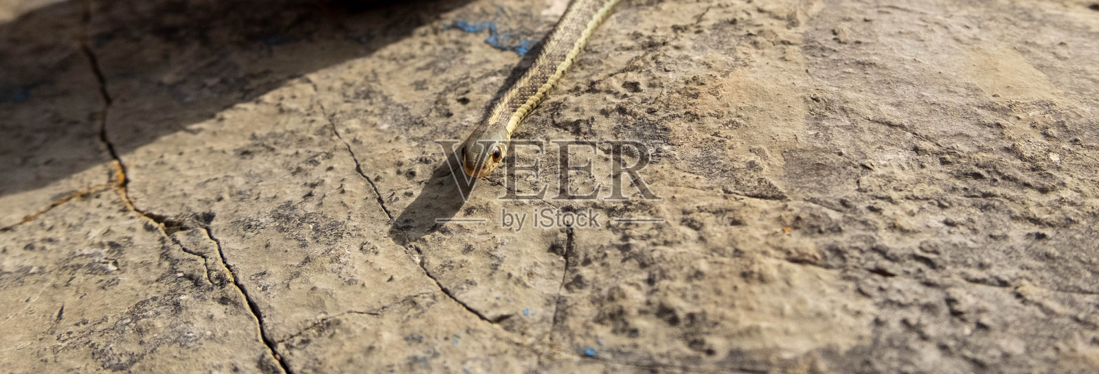 加拿大伦敦野生的普通袜带蛇。棕色和黄色的蛇。黑色和红色的舌头。照片摄影图片