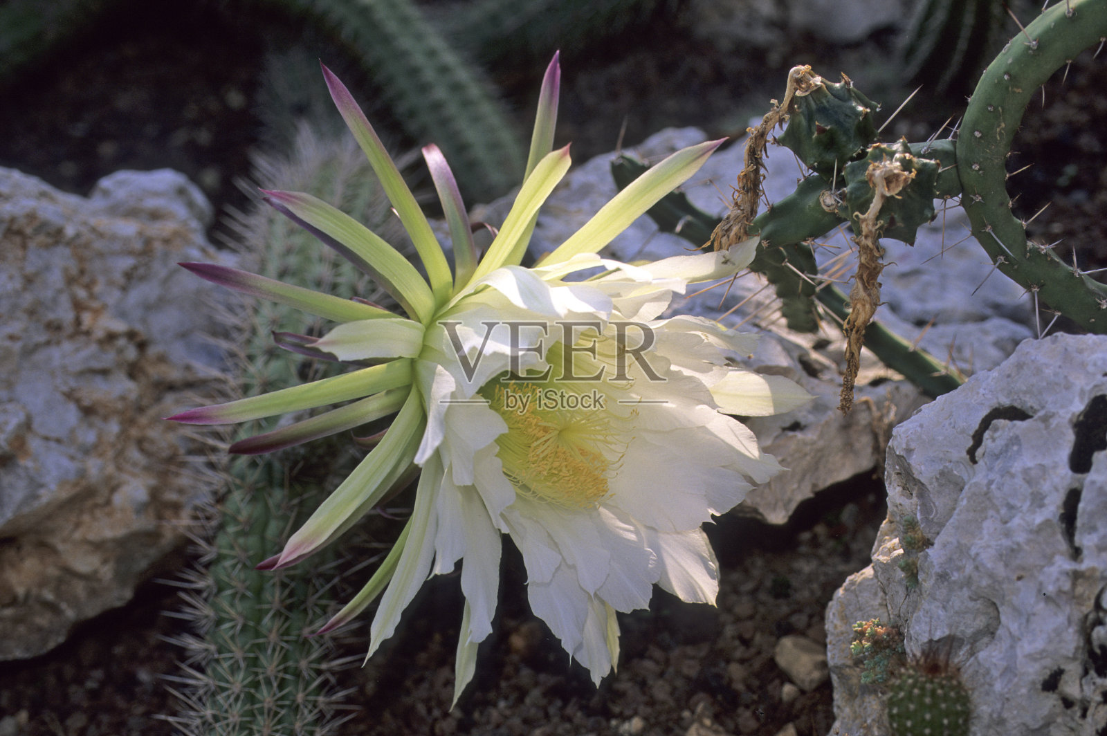 刺猬仙人掌Echinopsis照片摄影图片