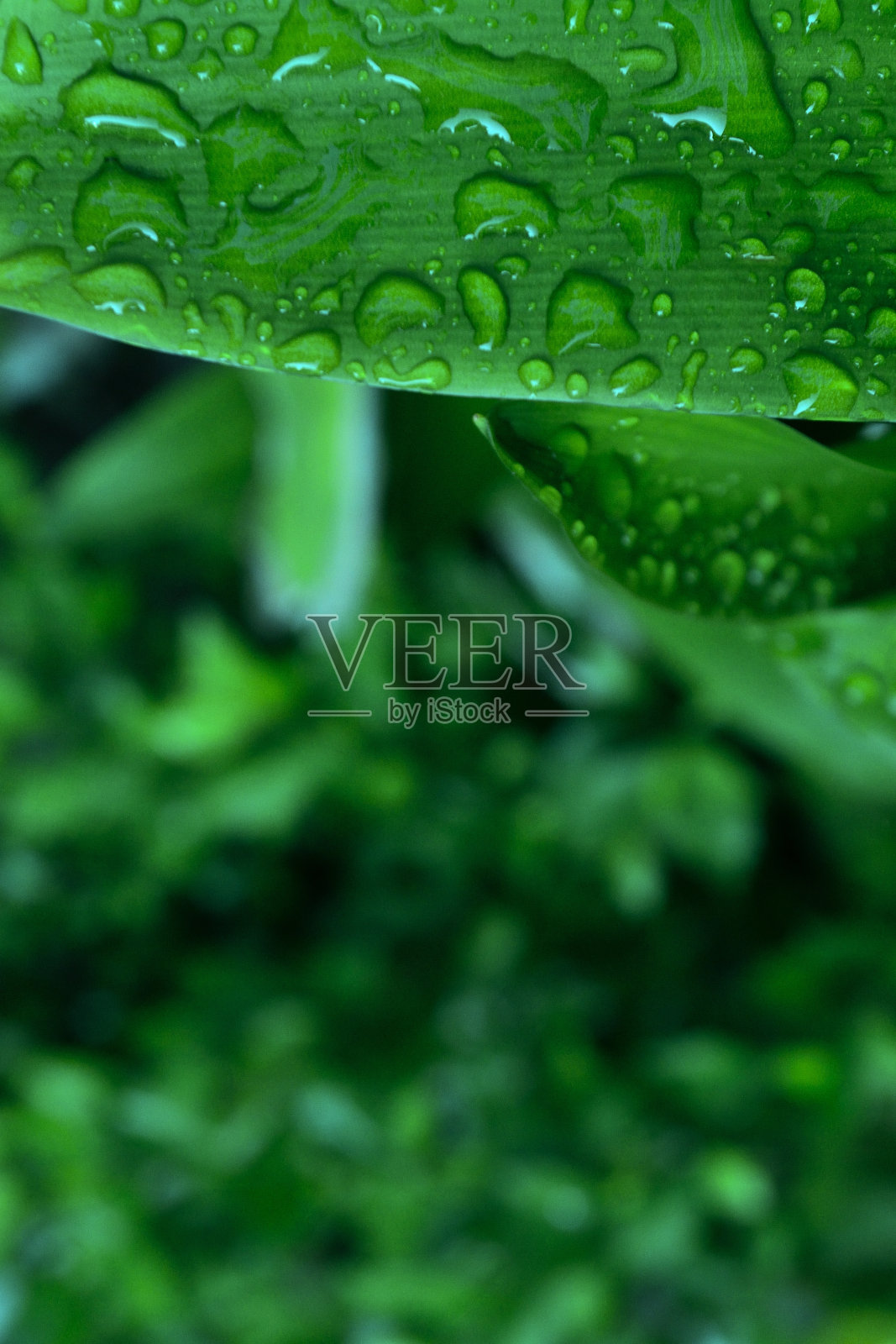 绿叶上的一滴水照片摄影图片