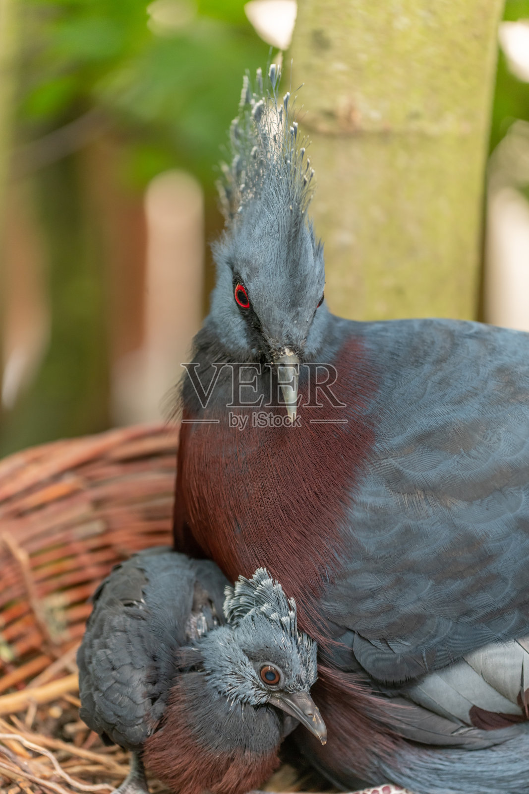 被囚禁在萨布尔斯动物园的维多利亚皇冠鸽子。照片摄影图片