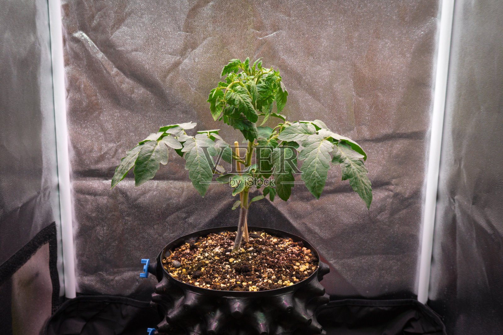 一个小番茄丛在一个聪明的花盆中生长在一个生长盒中照片摄影图片