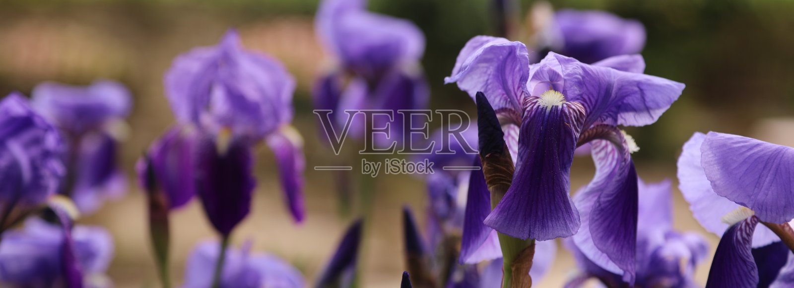 蓝花楹花照片摄影图片